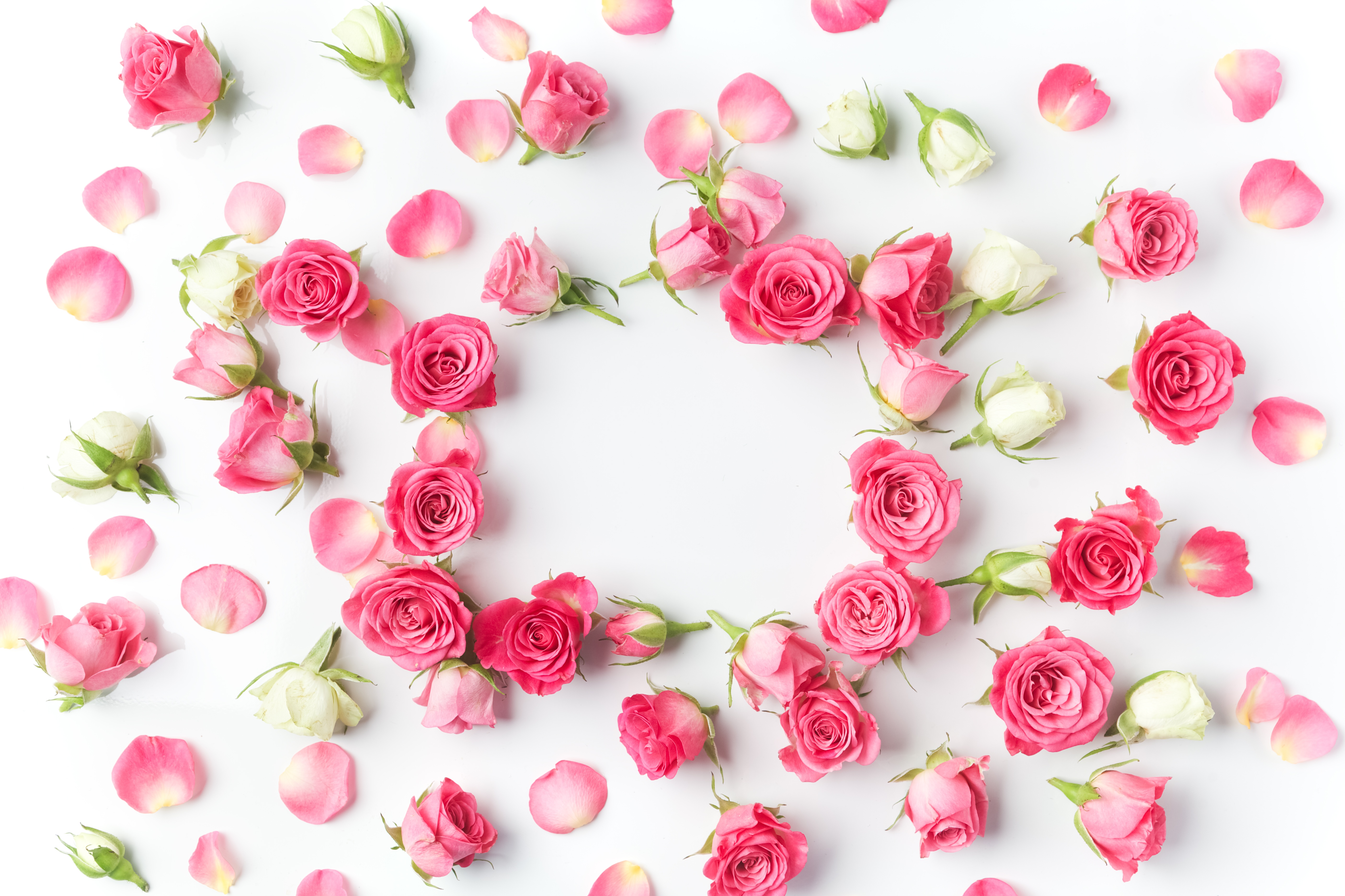 Handy-Wallpaper Blume, Rose, Blütenblatt, Menschengemacht, Pinke Blume kostenlos herunterladen.