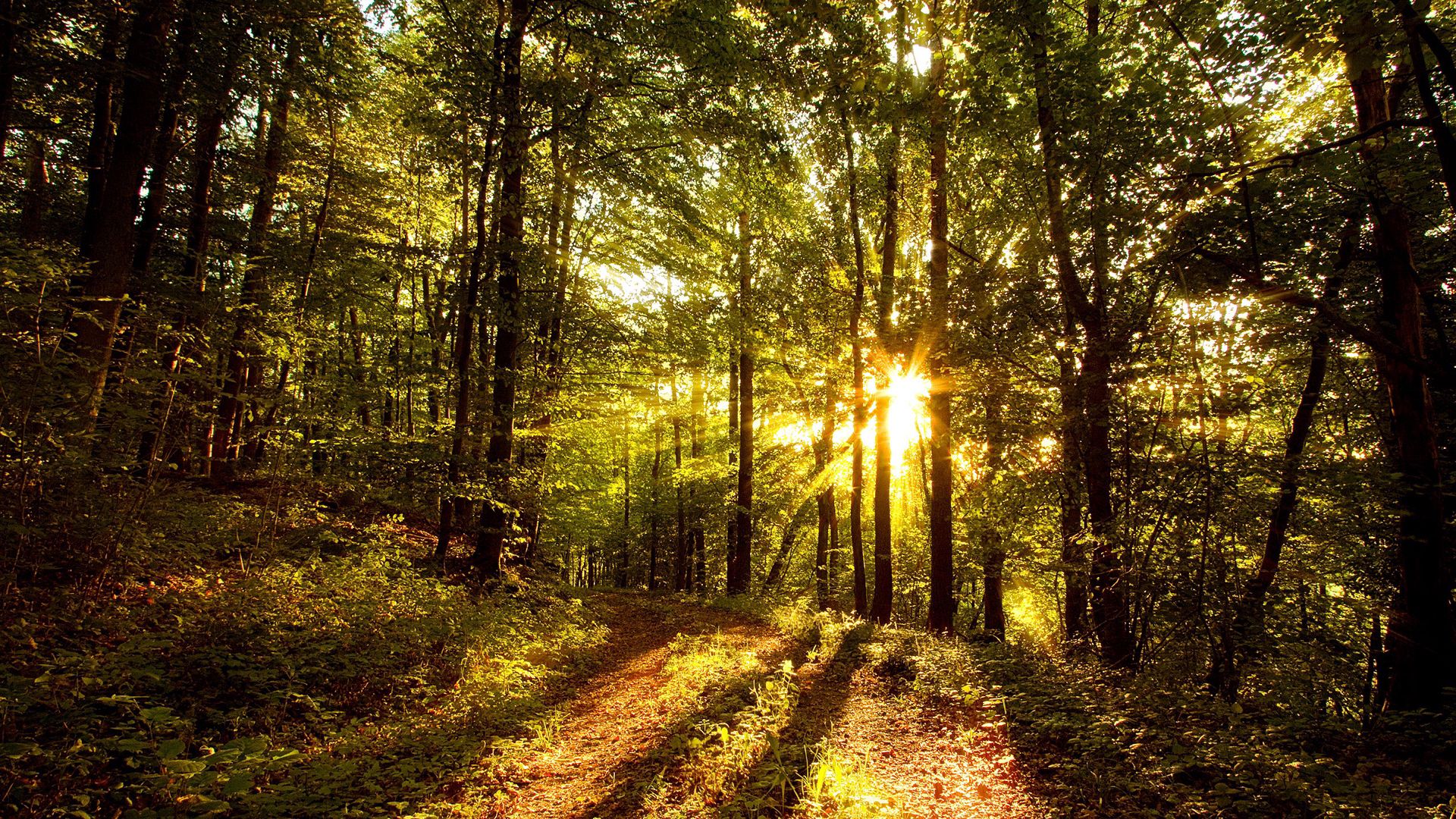 Download mobile wallpaper Road, Sunlight, Trees, Forest, Shadows, Sun Rays, Shine, Light, Nature for free.