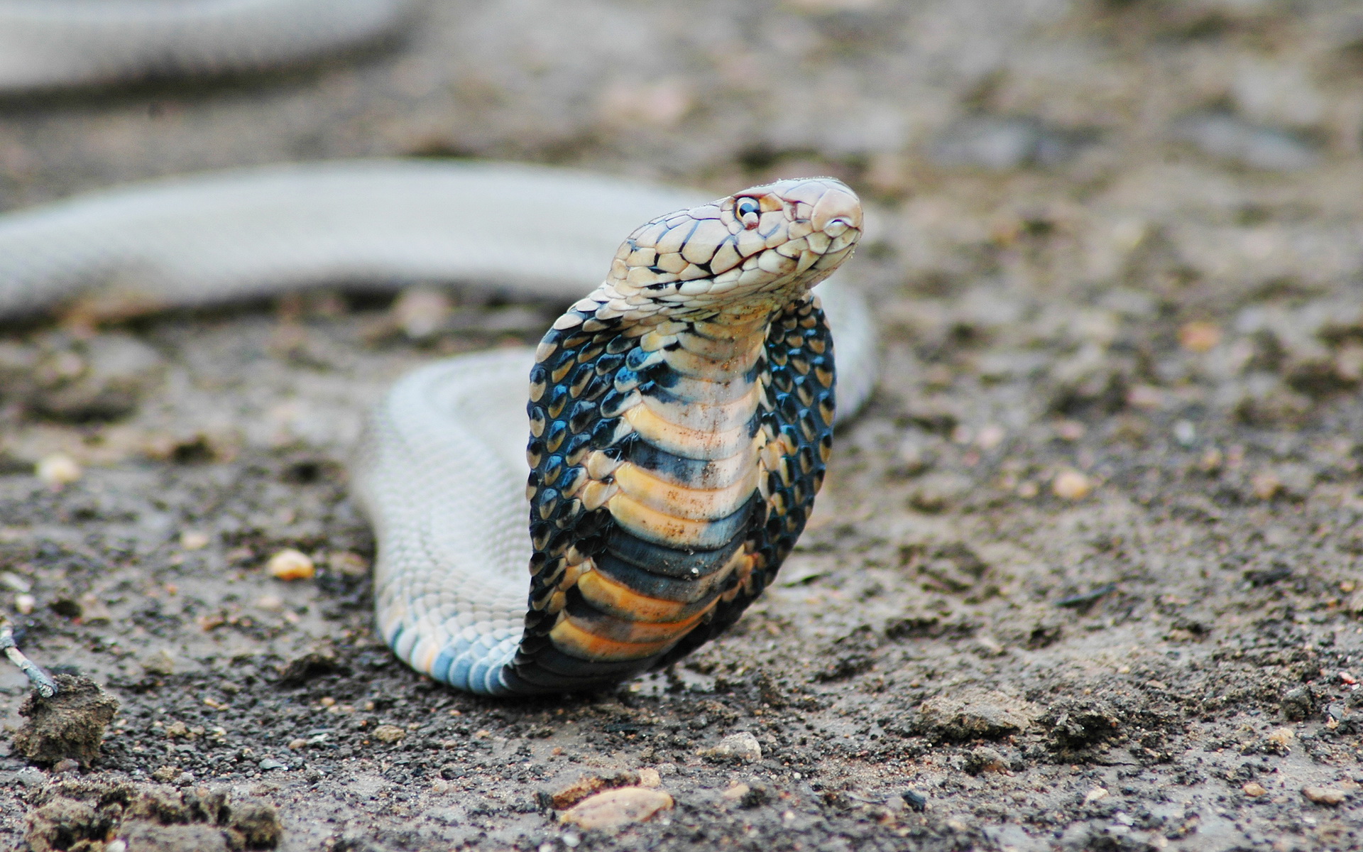 Descarga gratis la imagen Animales, Reptiles, Cobra Rey en el escritorio de tu PC