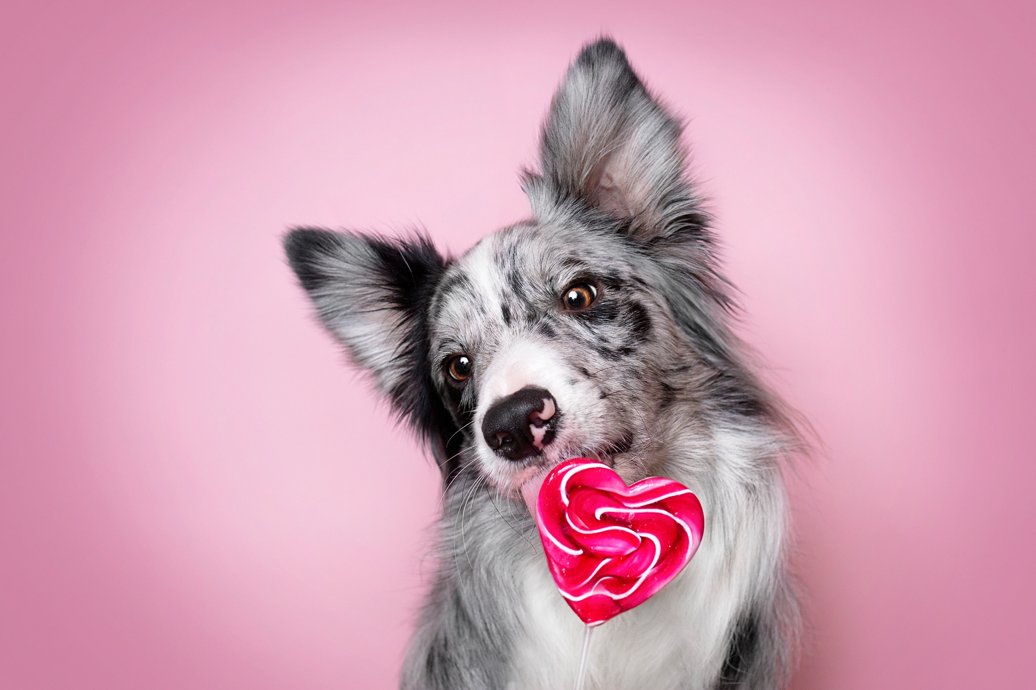 Download mobile wallpaper Dogs, Dog, Animal, Lollipop, Border Collie for free.