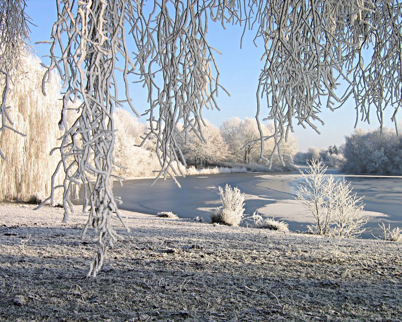 Download mobile wallpaper Frost, Hoarfrost, Willow, Snow, Rivers, Winter, Nature for free.