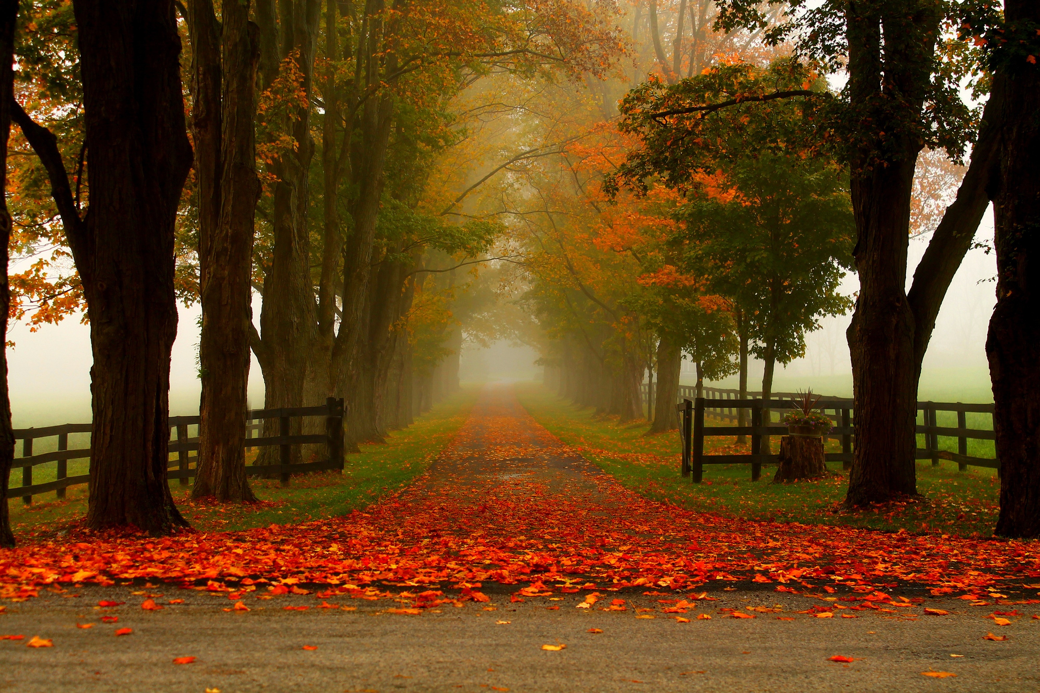 Free download wallpaper Road, Tree, Fog, Fall, Fence, Man Made on your PC desktop