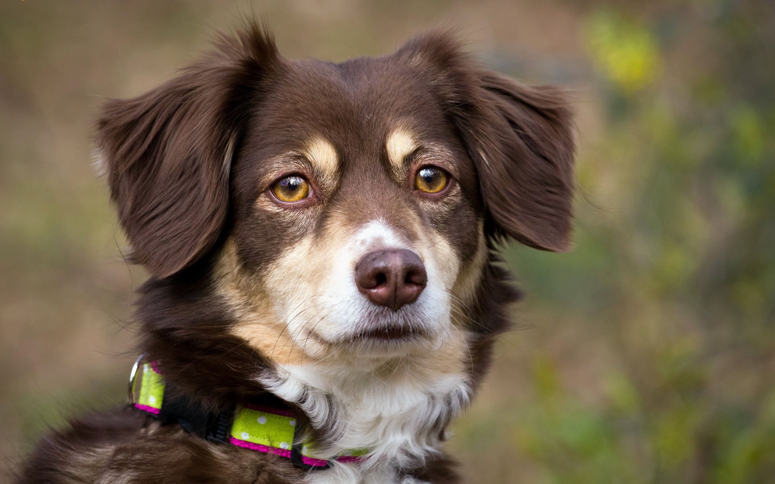 Handy-Wallpaper Hunde, Hund, Tiere kostenlos herunterladen.