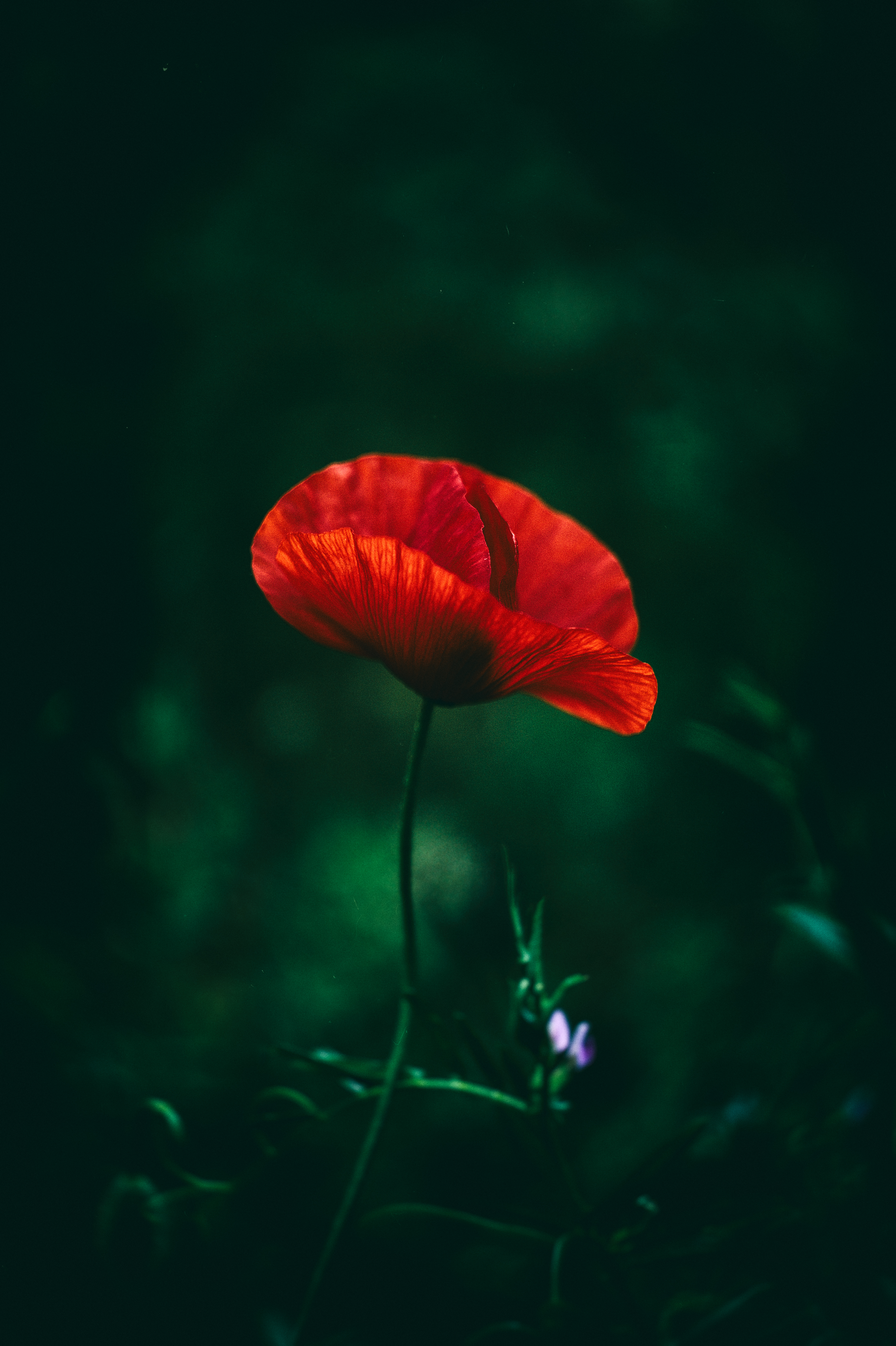 poppy, blur, macro, grass, smooth, close up mobile wallpaper