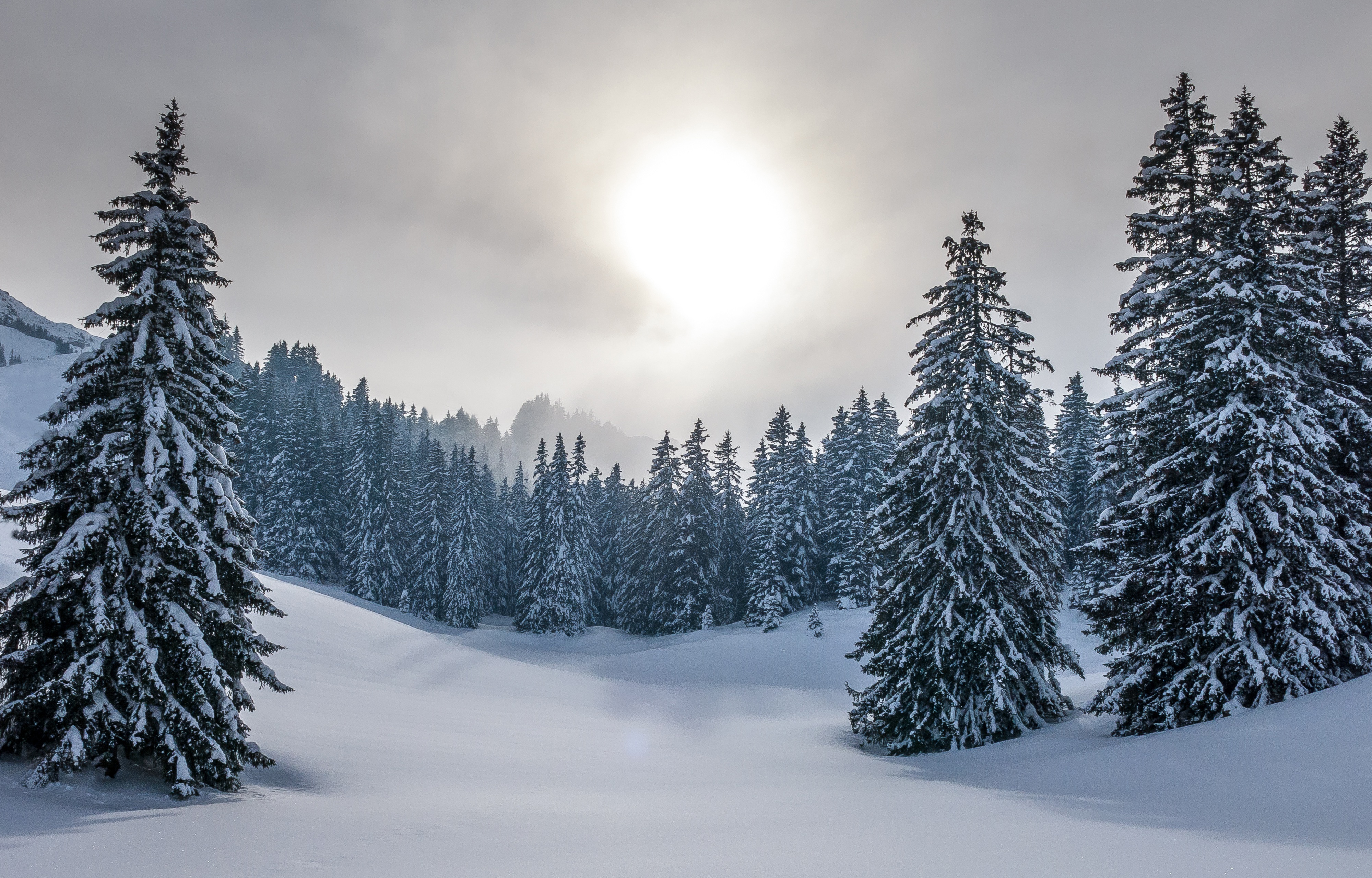 Скачать обои бесплатно Зима, Природа, Небо, Солнце, Снег, Лес, Ель, Земля/природа картинка на рабочий стол ПК