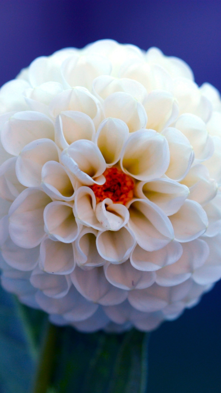 Download mobile wallpaper Flowers, Flower, Close Up, Earth, Dahlia, White Flower for free.