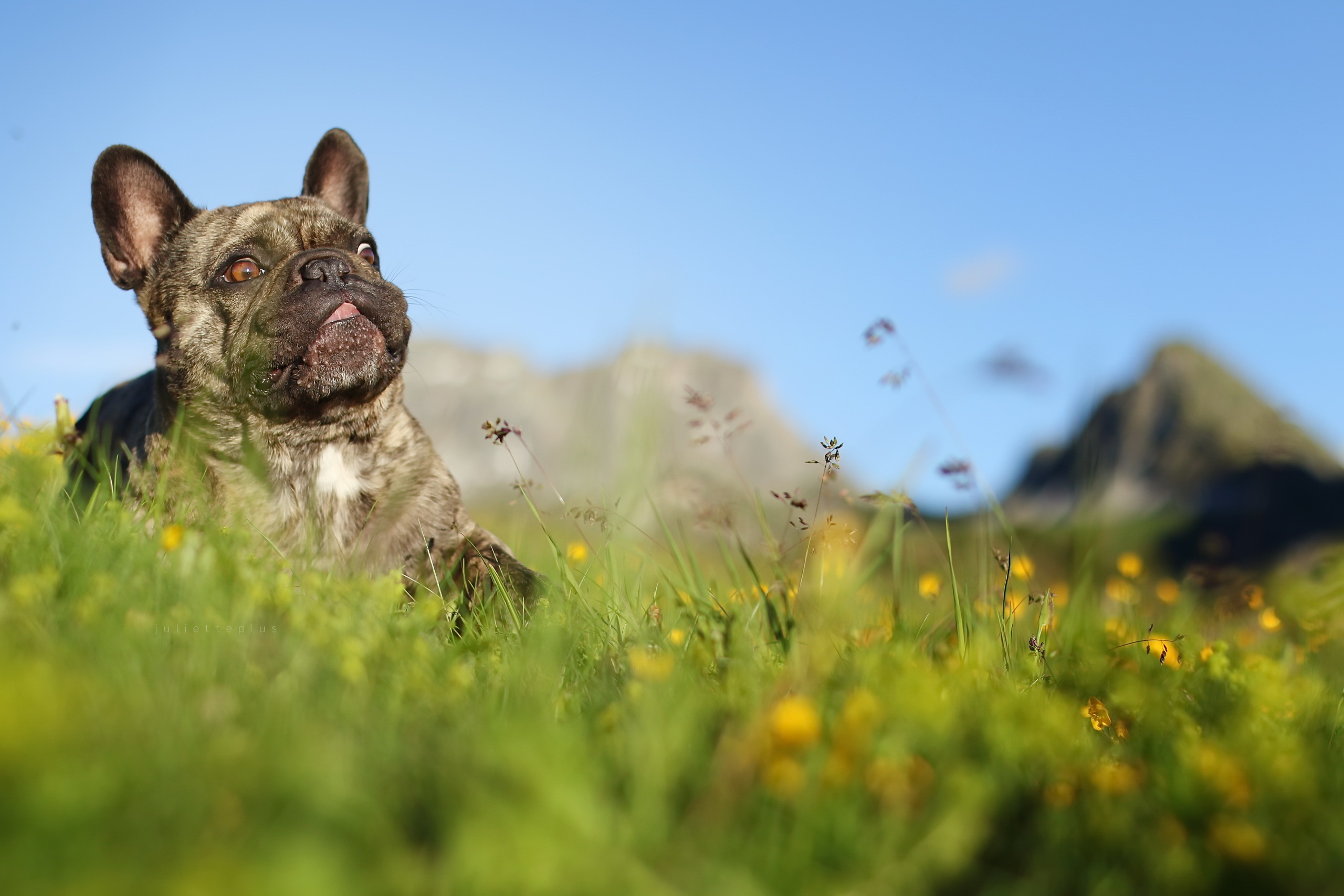 Laden Sie das Tiere, Hunde, Hund, Verwischen, Gras, Französisch Bulldogge-Bild kostenlos auf Ihren PC-Desktop herunter