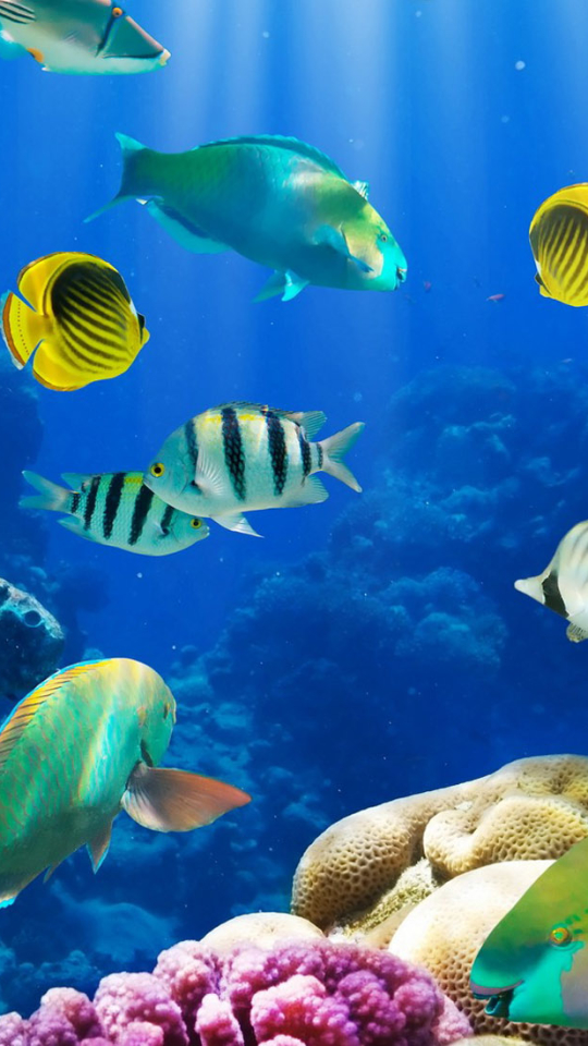 無料モバイル壁紙動物, 魚, 海洋, トロピカル, 水中, 魚類, チョウチョウウオ, 熱帯魚をダウンロードします。