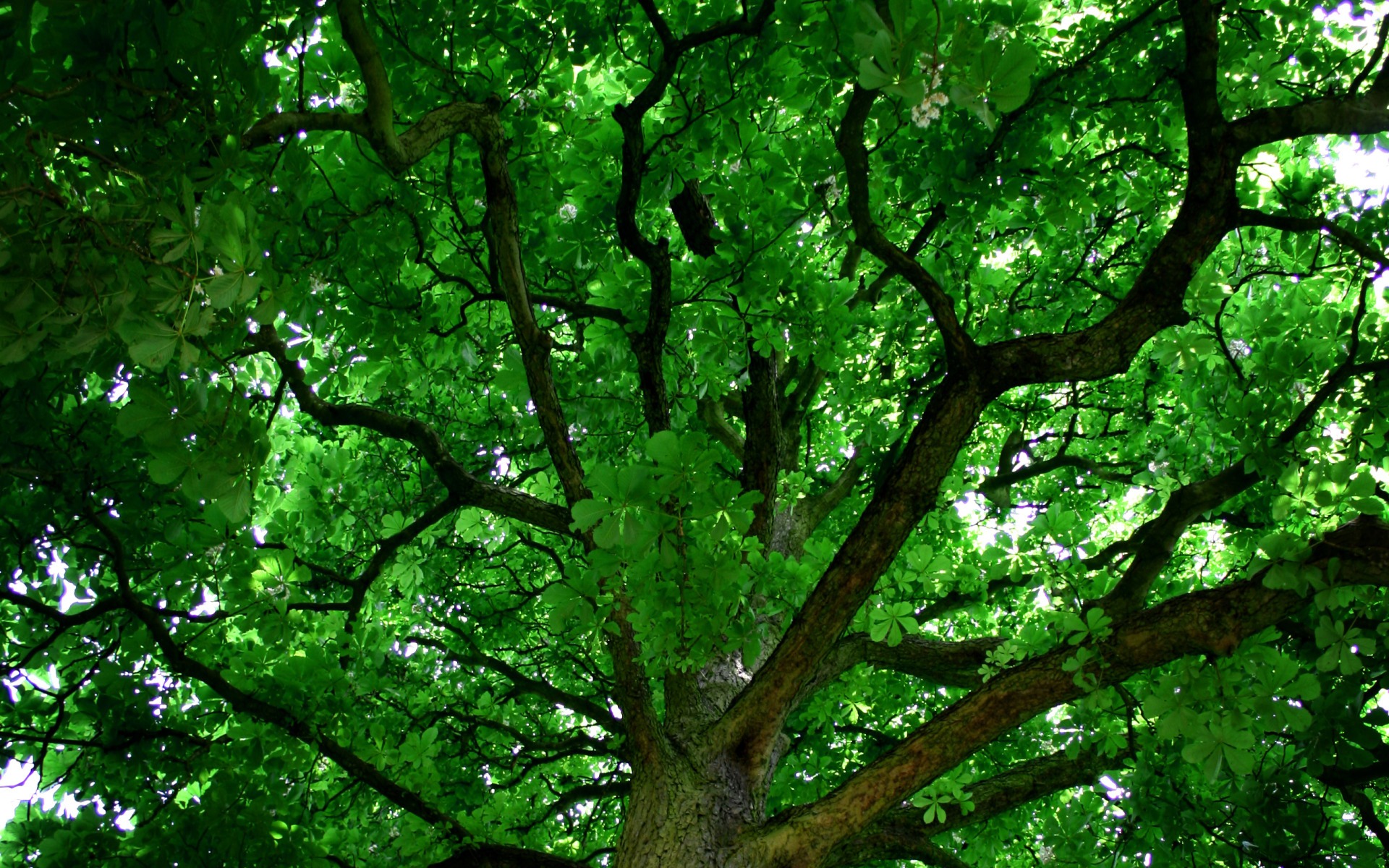 Скачать обои бесплатно Дерево, Зелень, Земля/природа картинка на рабочий стол ПК