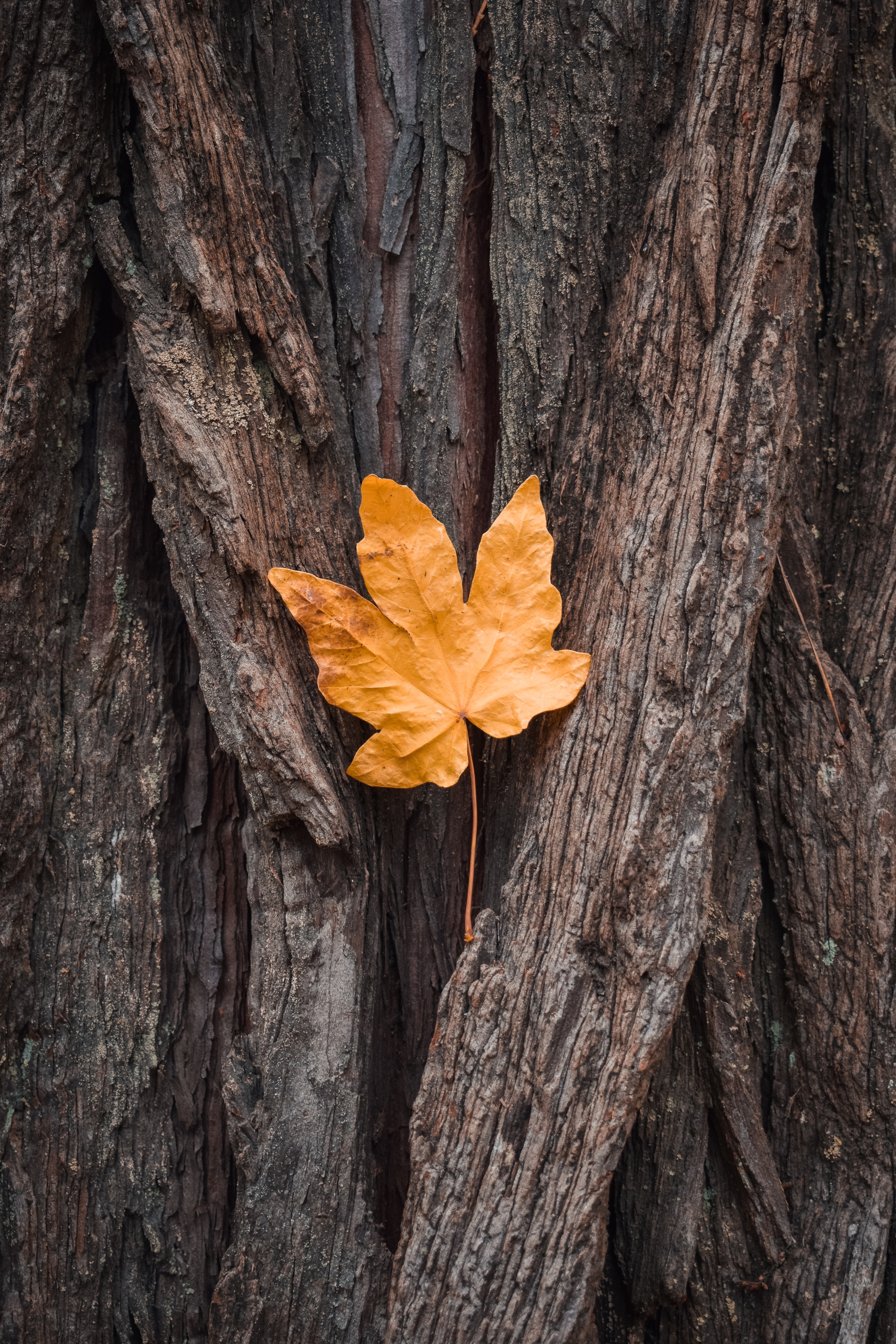 leaf, bark, autumn, maple, sheet, nature, wood, tree