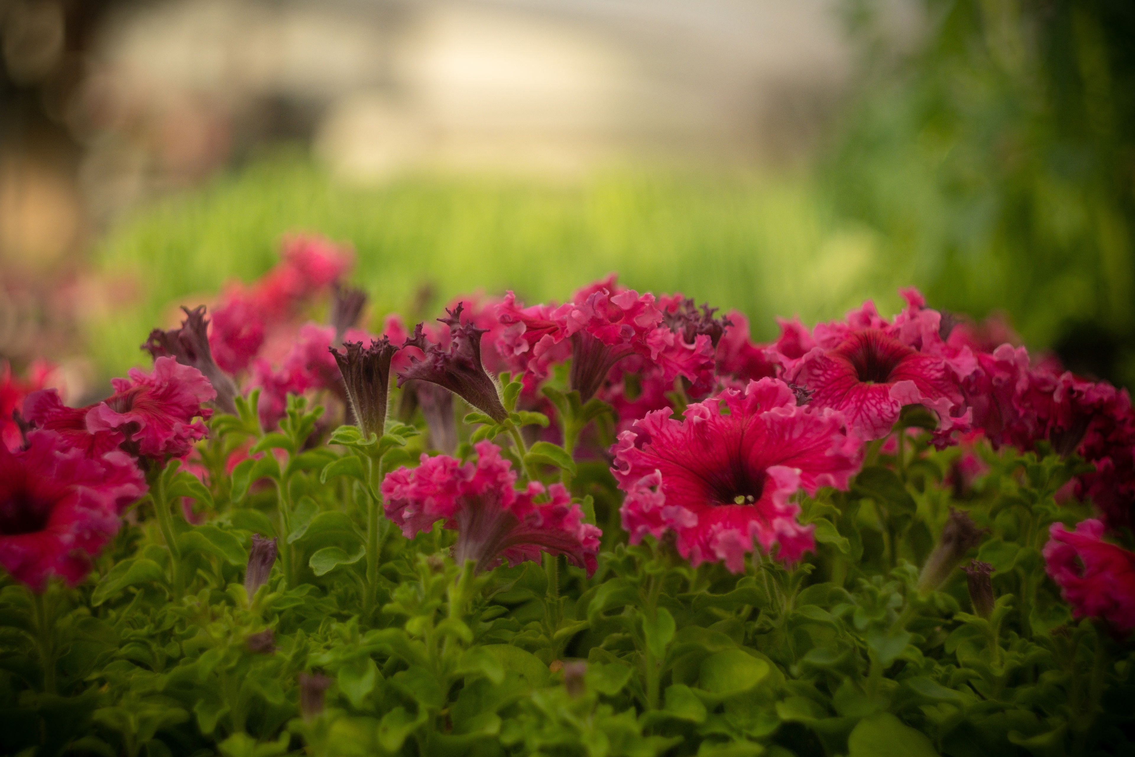 petunia, earth, blur, pink flower, flowers