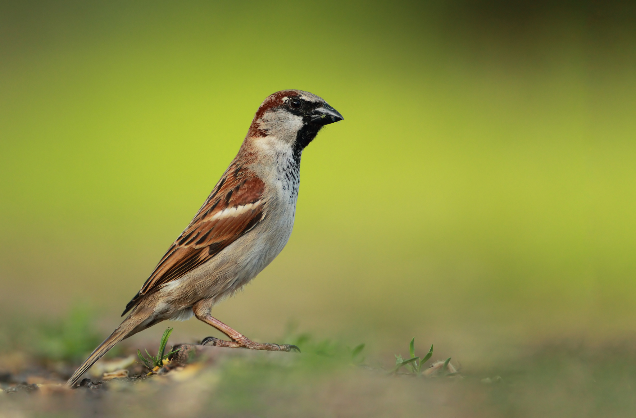 animal, sparrow, birds