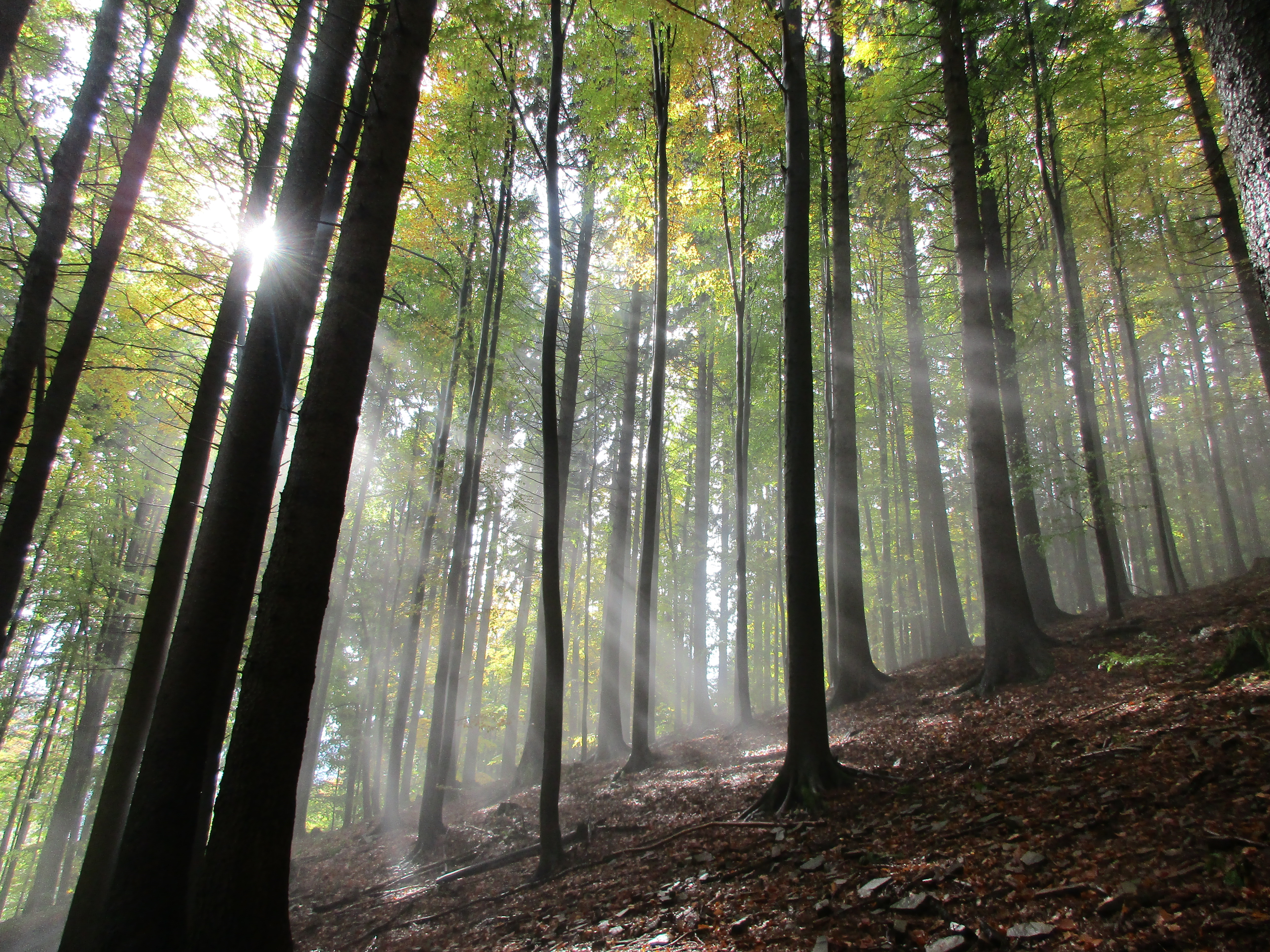 PCデスクトップに秋, 森, 霧, 地球, チェコ共和国, サンビーム画像を無料でダウンロード