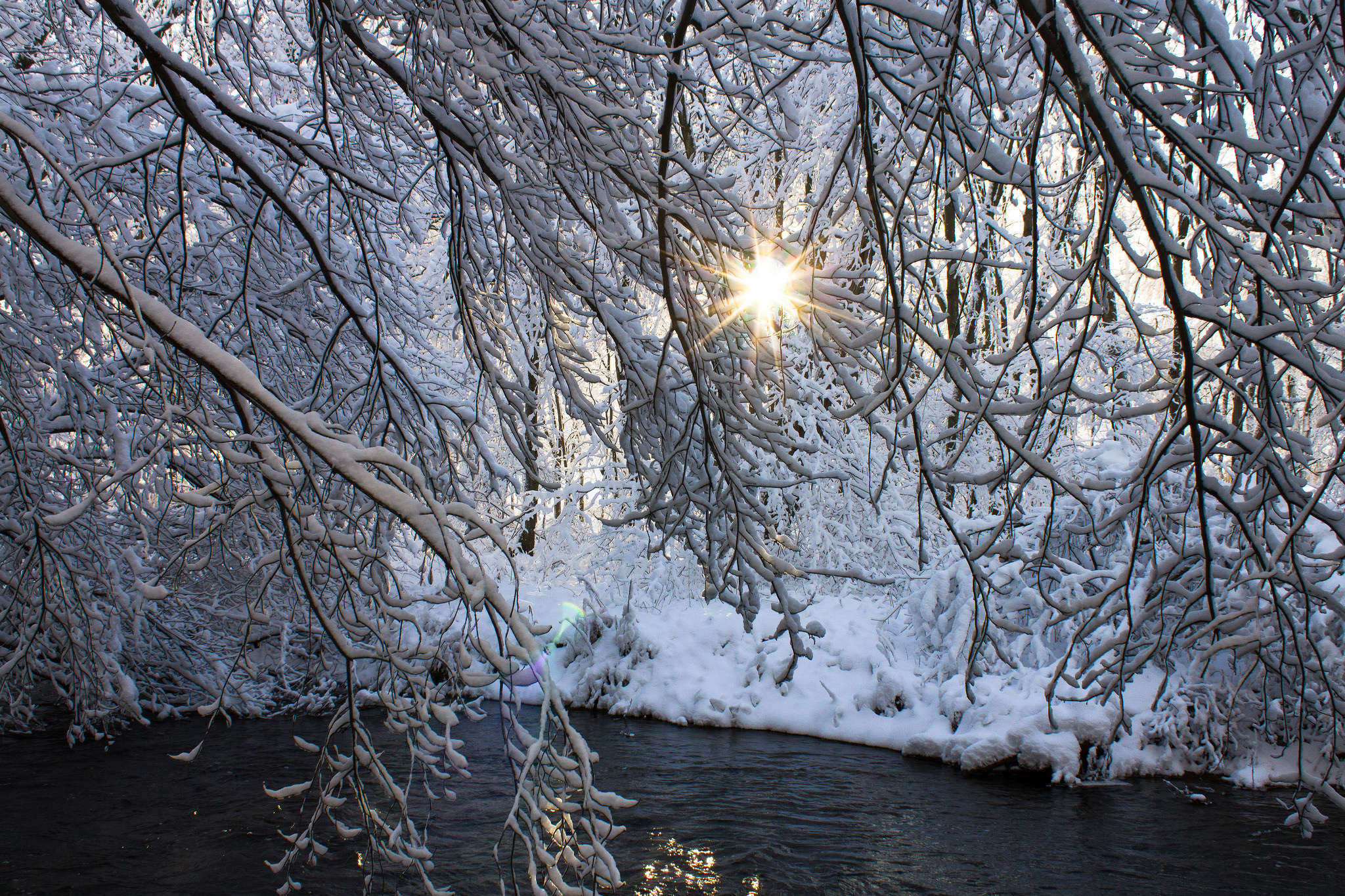 Download mobile wallpaper Winter, Sun, Snow, Tree, Branch, Earth, Pond, Sunshine for free.