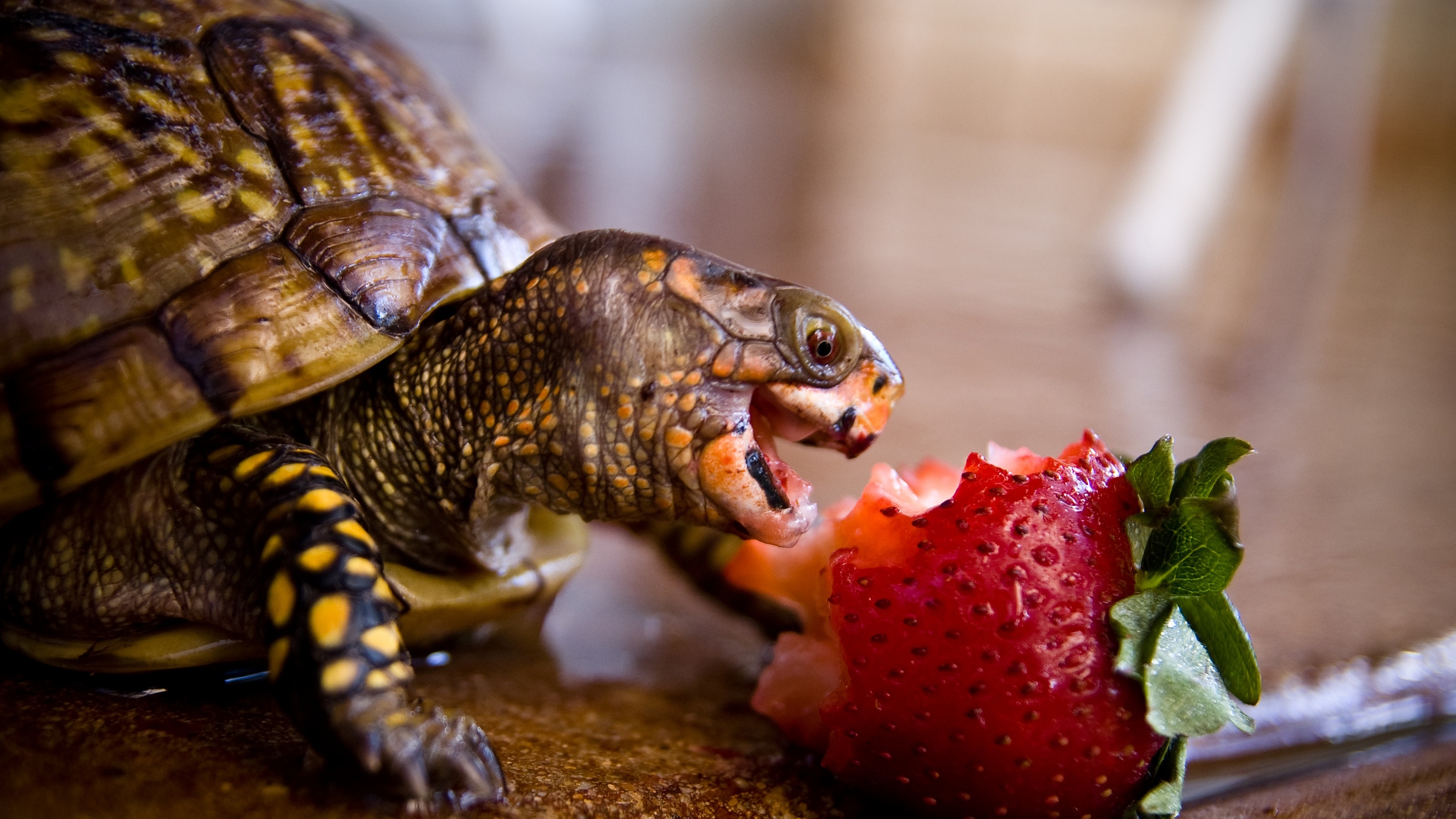 Laden Sie das Tiere, Landschildkröten-Bild kostenlos auf Ihren PC-Desktop herunter
