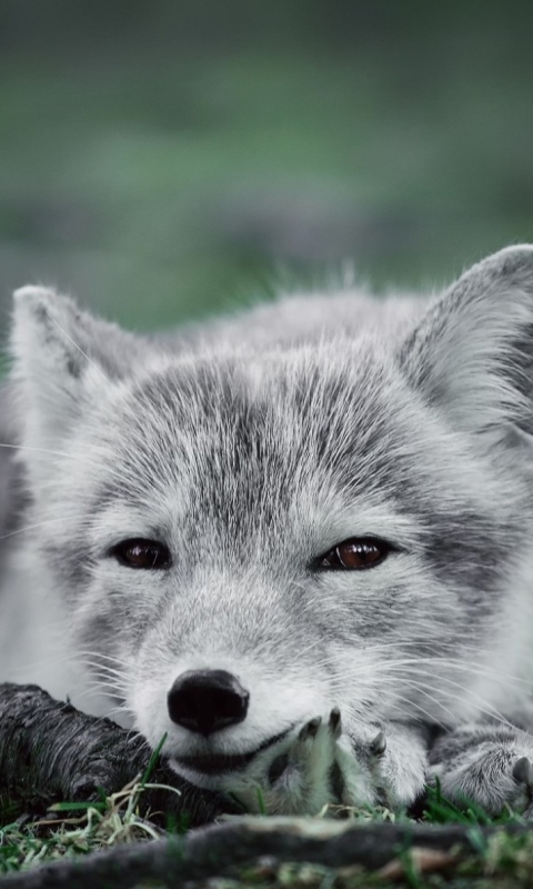 Download mobile wallpaper Dogs, Animal, Arctic Fox, Polar Fox for free.