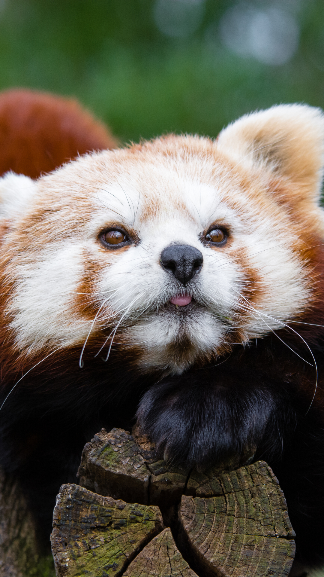 Baixar papel de parede para celular de Animais, Panda Vermelho, Jardim Zoológico gratuito.