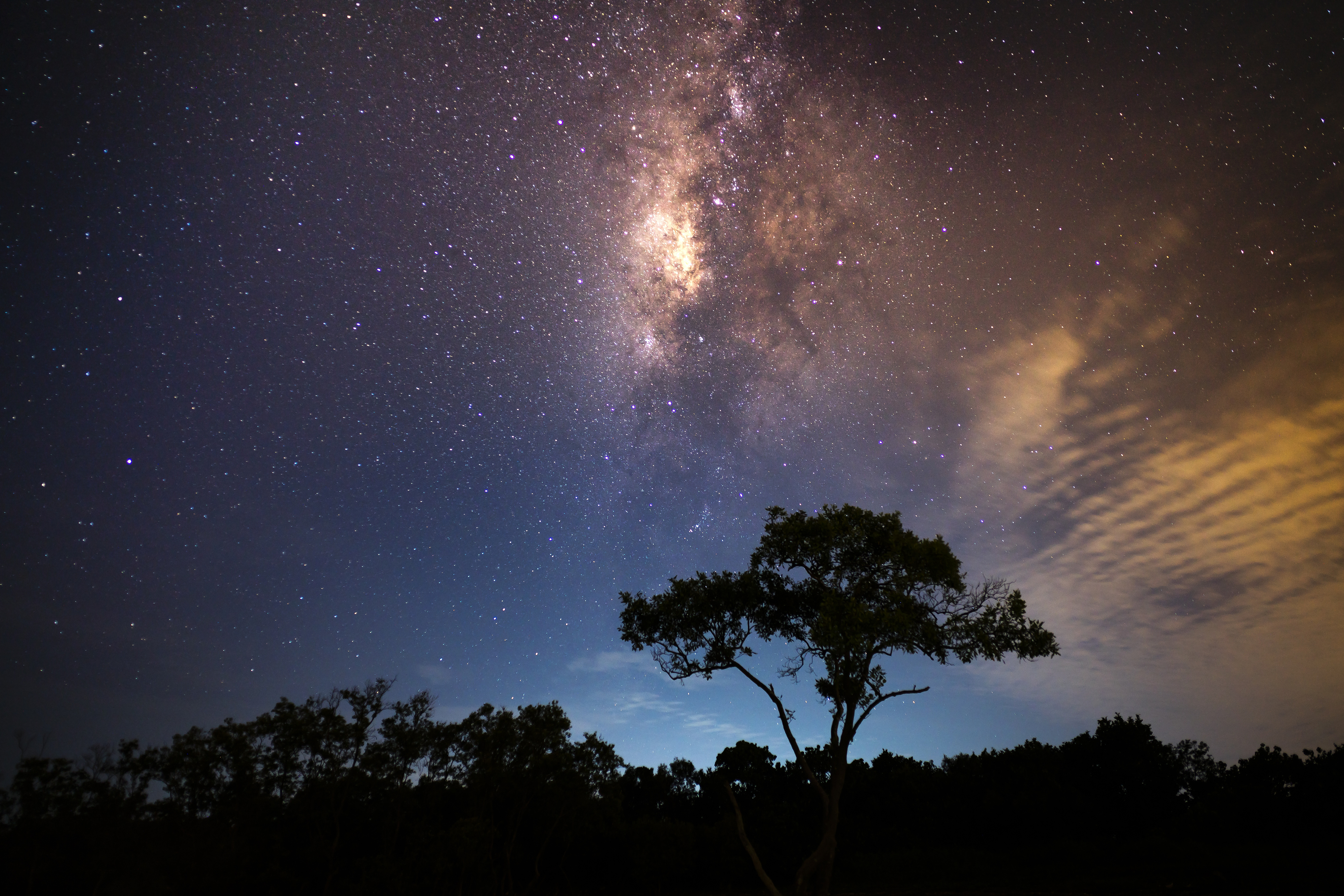 Download mobile wallpaper Stars, Night, Tree, Milky Way, Sci Fi for free.