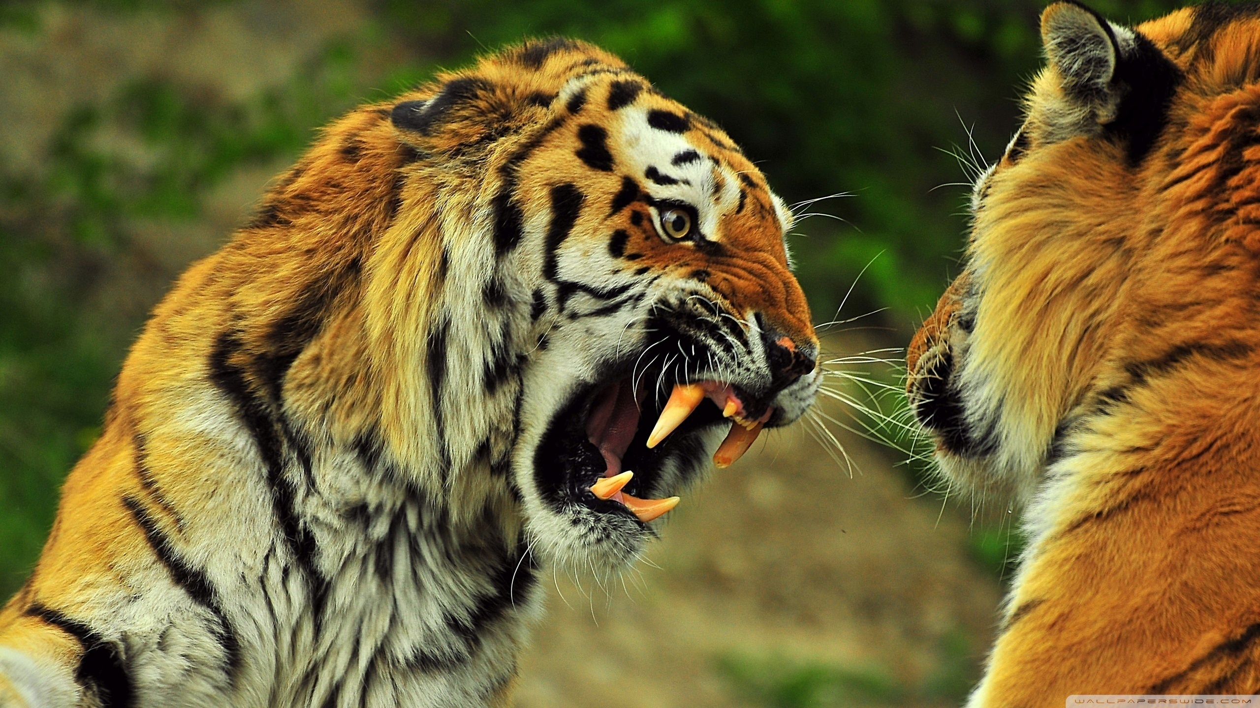 Téléchargez des papiers peints mobile Animaux, Chats, Tigre gratuitement.