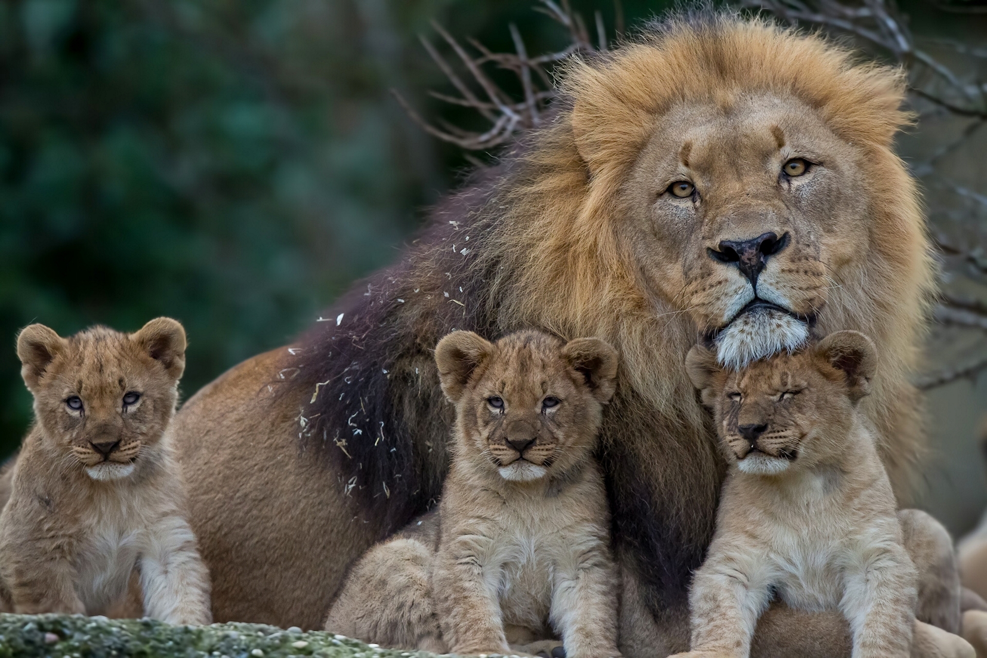 109529 baixar imagens leão, animais, um leão, leoa, uma família, família, filhotes, jovem, predadores - papéis de parede e protetores de tela gratuitamente