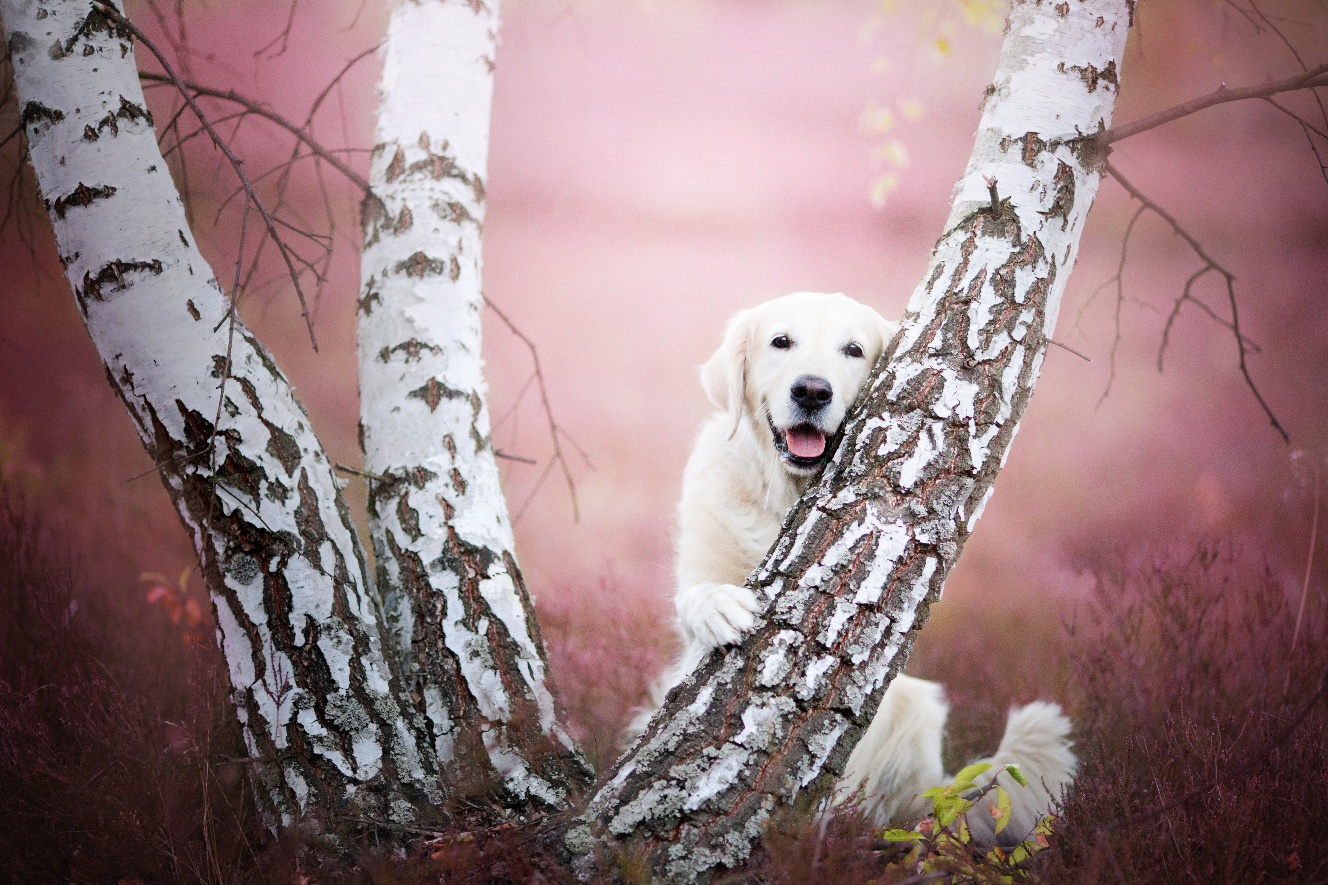Download mobile wallpaper Dogs, Dog, Animal, Labrador for free.
