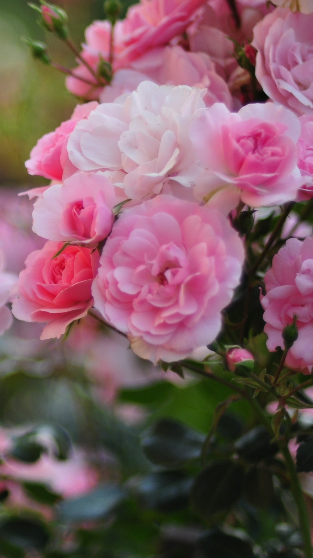 Скачати мобільні шпалери Природа, Квітка, Роза, Земля, Рожева Квітка, Трояндовий Кущ, Флауерзи безкоштовно.