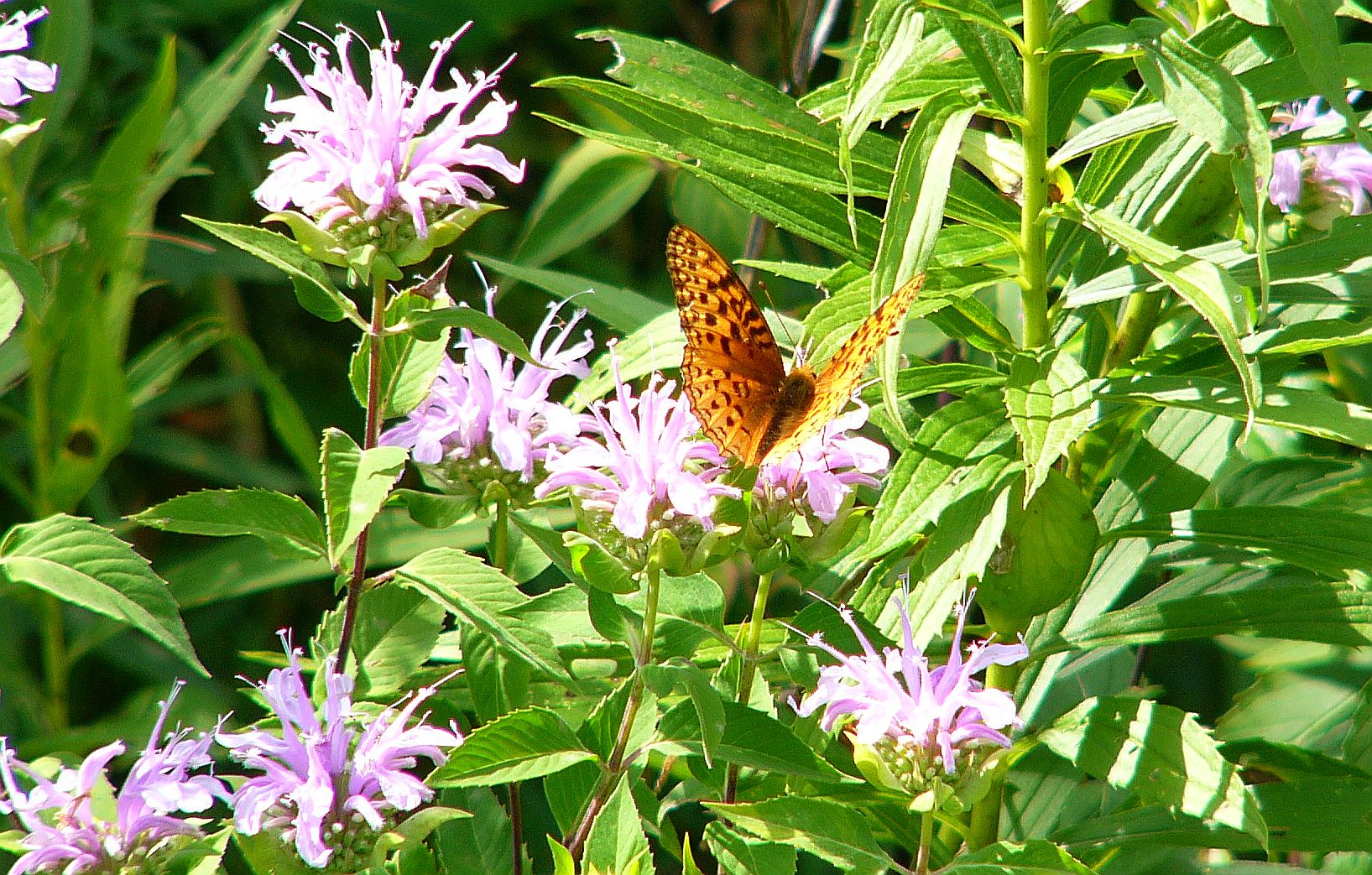 Free download wallpaper Butterfly, Animal on your PC desktop