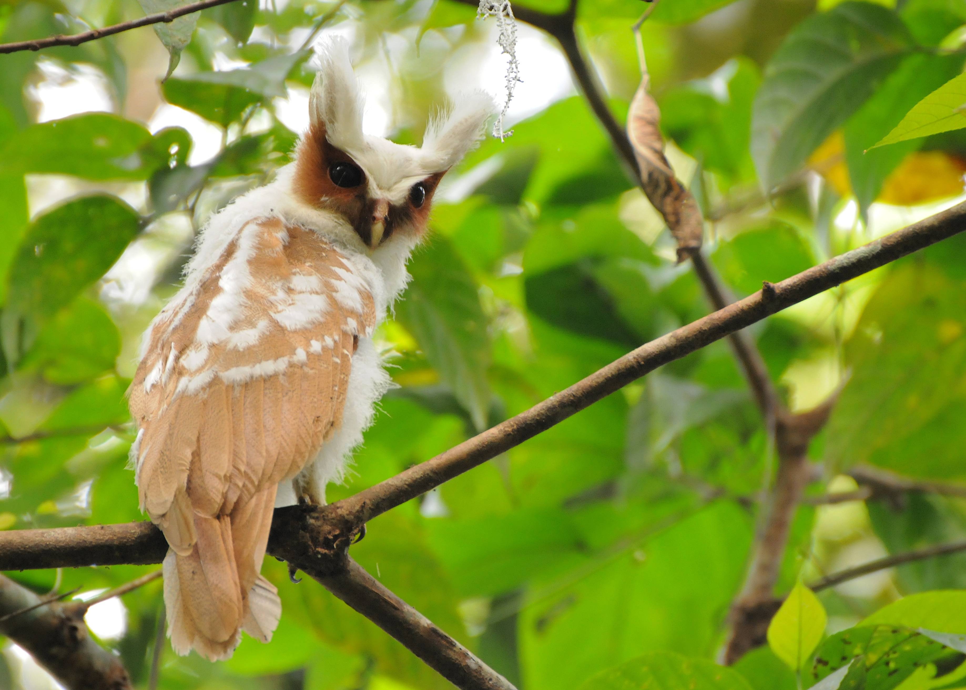 Descarga gratuita de fondo de pantalla para móvil de Animales, Búho, Aves, Ave.