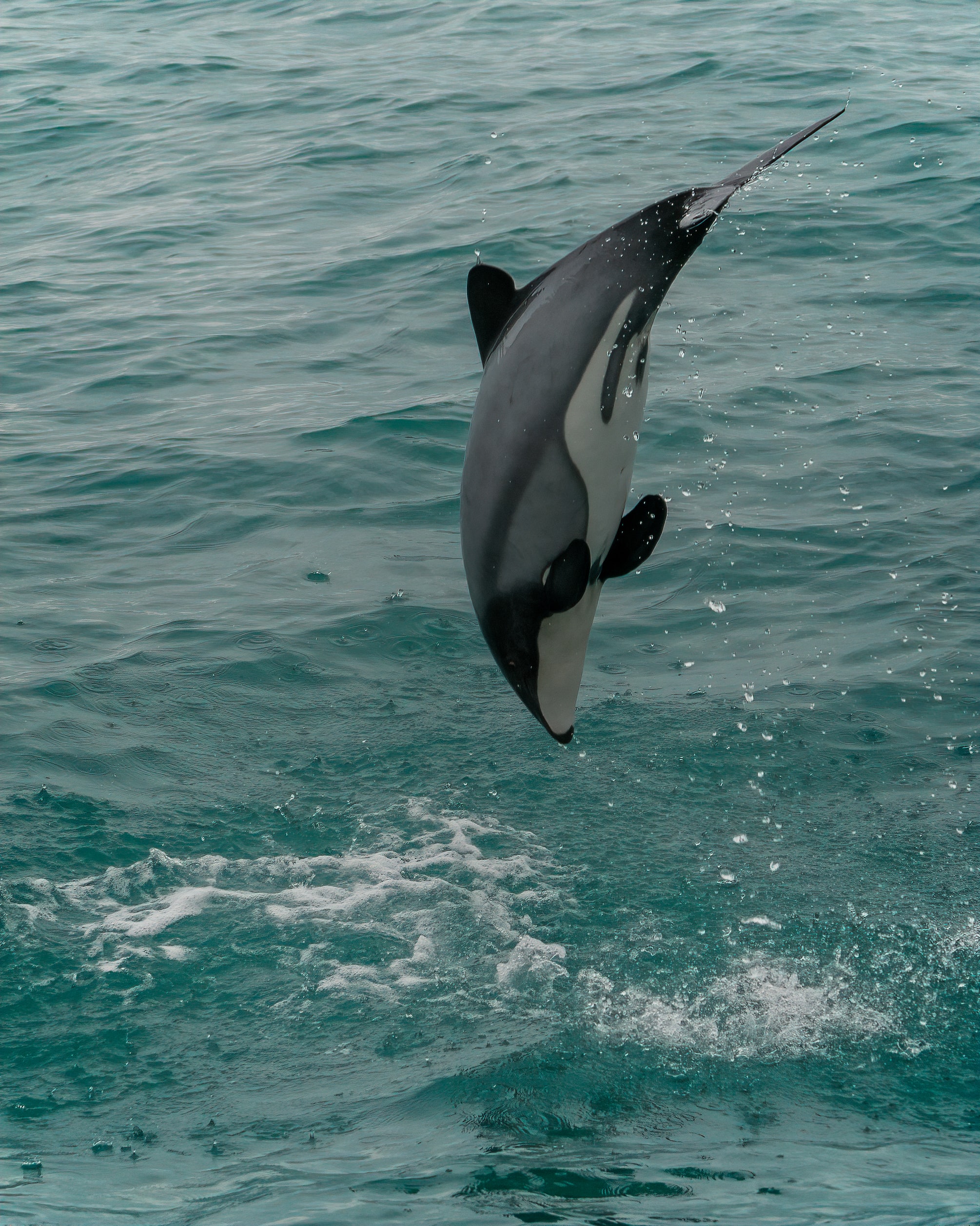 splash, animals, animal, dolphin, white faced dolphin