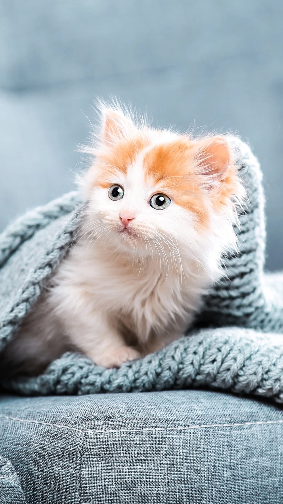 Download mobile wallpaper Cats, Cat, Kitten, Animal, Baby Animal for free.