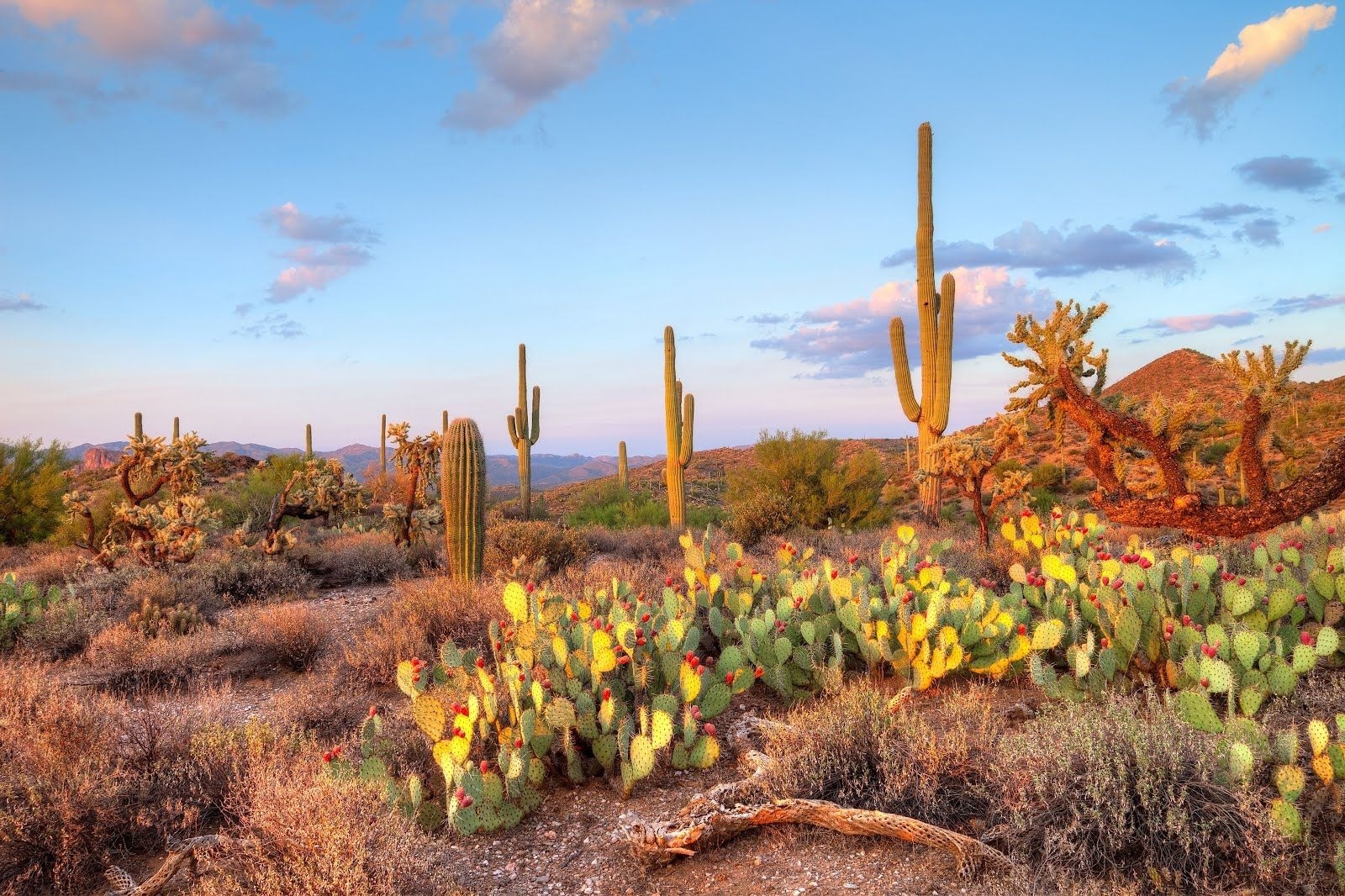 Descarga gratuita de fondo de pantalla para móvil de Naturaleza, Cactus, Desierto, Tierra/naturaleza.