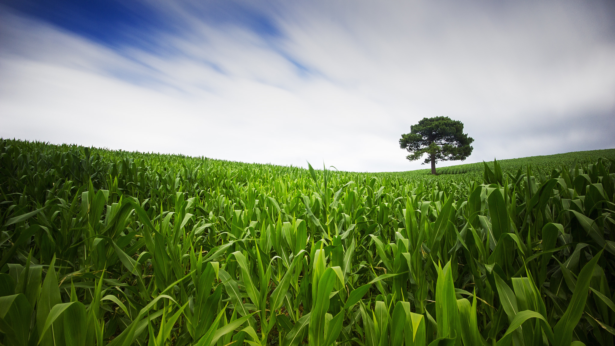 Free download wallpaper Landscape, Nature, Plant, Tree, Earth, Field, Lonely Tree on your PC desktop