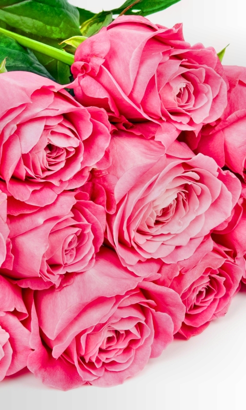 Baixar papel de parede para celular de Flores, Rosa, Dia Dos Namorados, Flor, Folha, Terra/natureza, Rosa Rosa gratuito.
