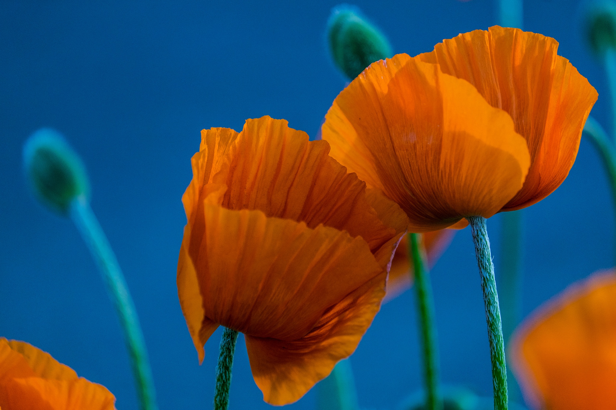 Laden Sie das Natur, Blumen, Mohn, Sommer, Blume, Nahansicht, Erde/natur, Orangene Blume-Bild kostenlos auf Ihren PC-Desktop herunter