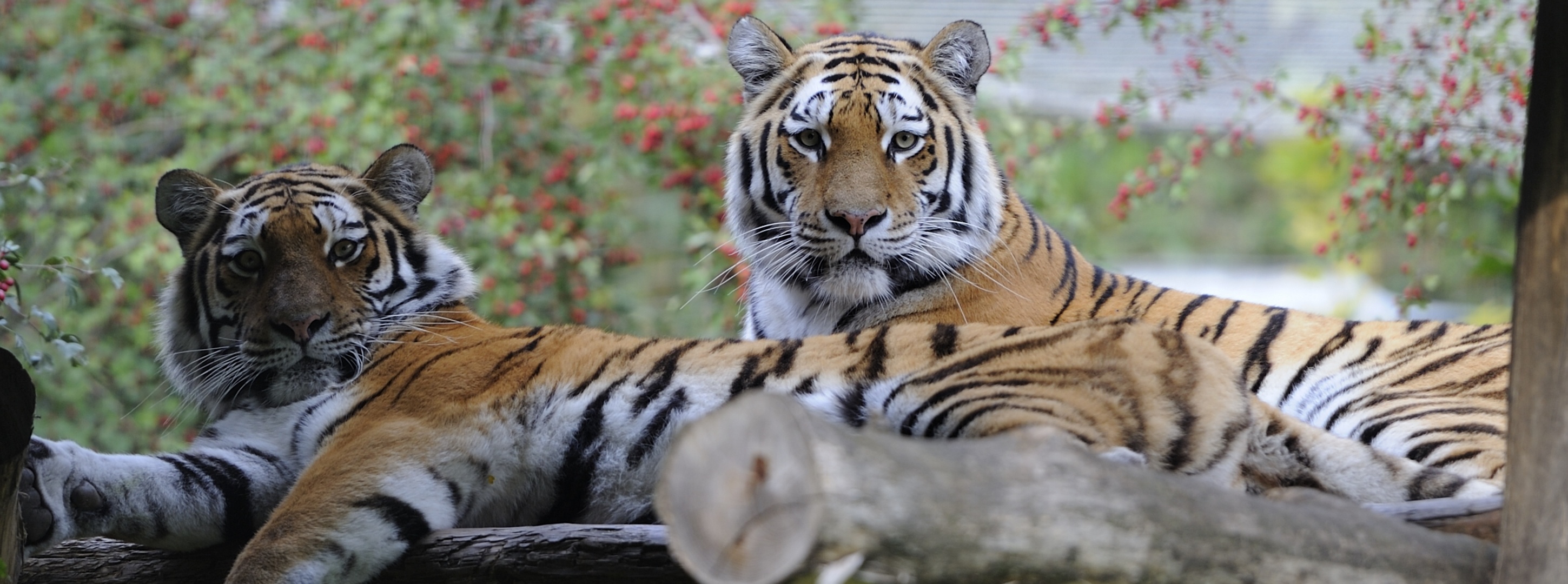 Descarga gratuita de fondo de pantalla para móvil de Gatos, Animales, Tigre.