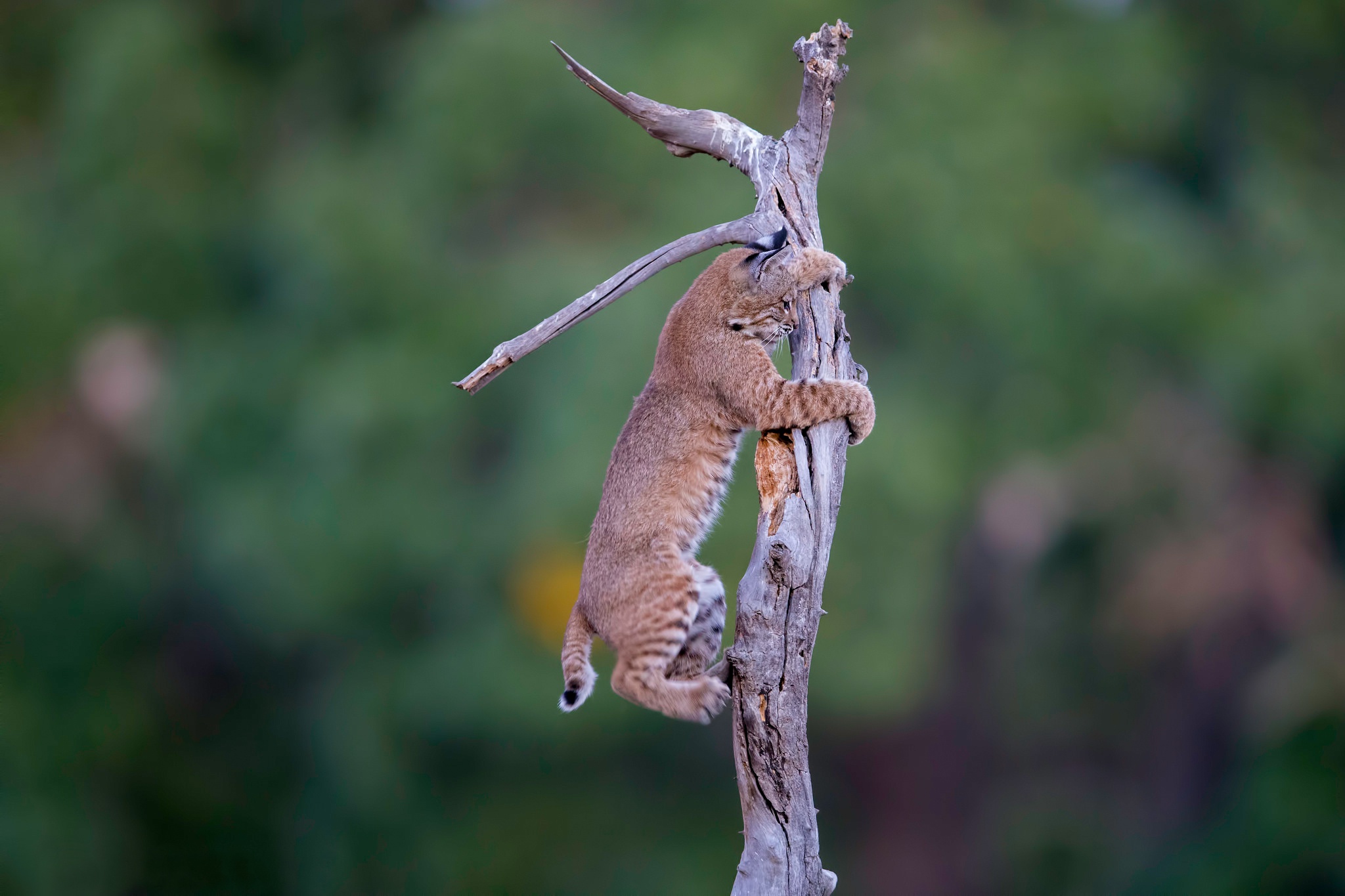 Laden Sie das Tiere, Katzen, Luchs-Bild kostenlos auf Ihren PC-Desktop herunter