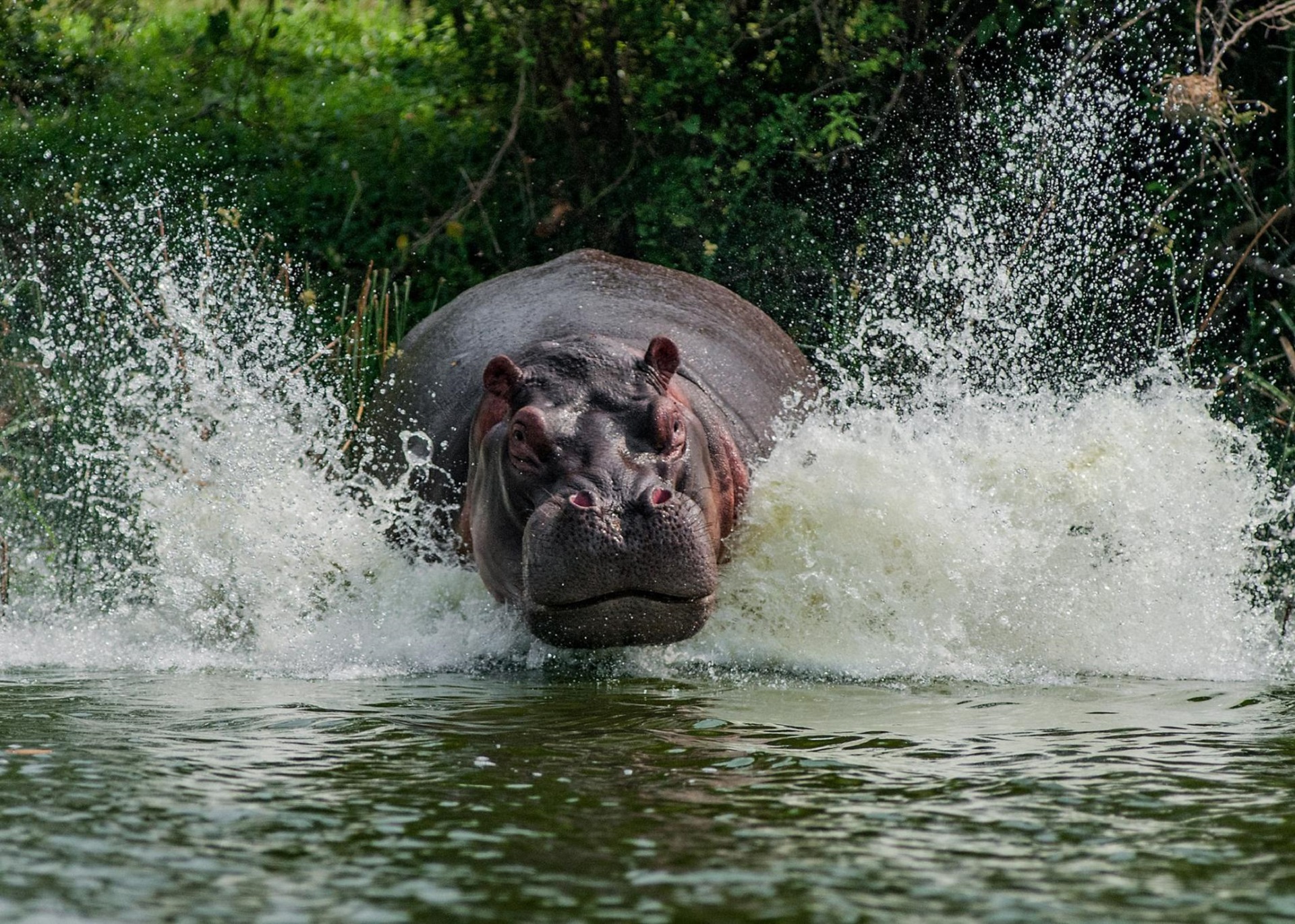Téléchargez gratuitement l'image Animaux, Hippopotame sur le bureau de votre PC