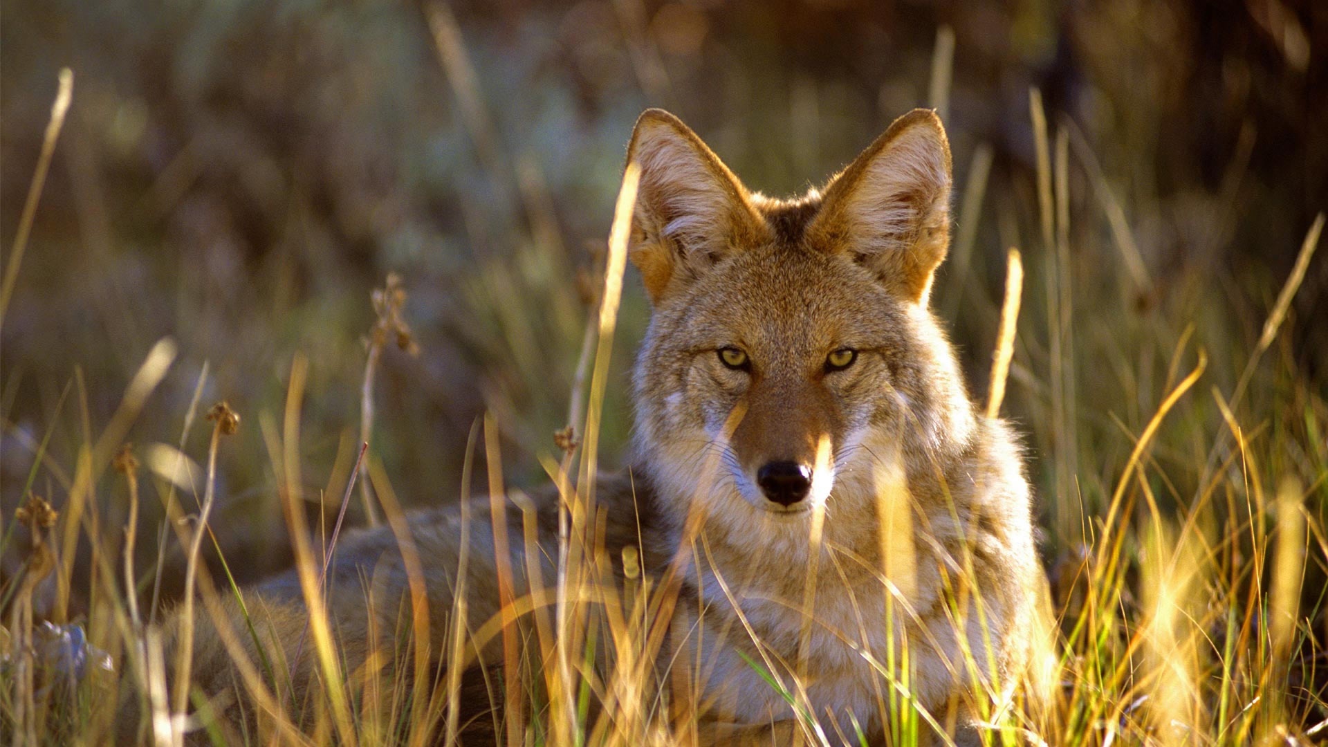 761285 Hintergrundbild herunterladen tiere, koyote, gras - Bildschirmschoner und Bilder kostenlos