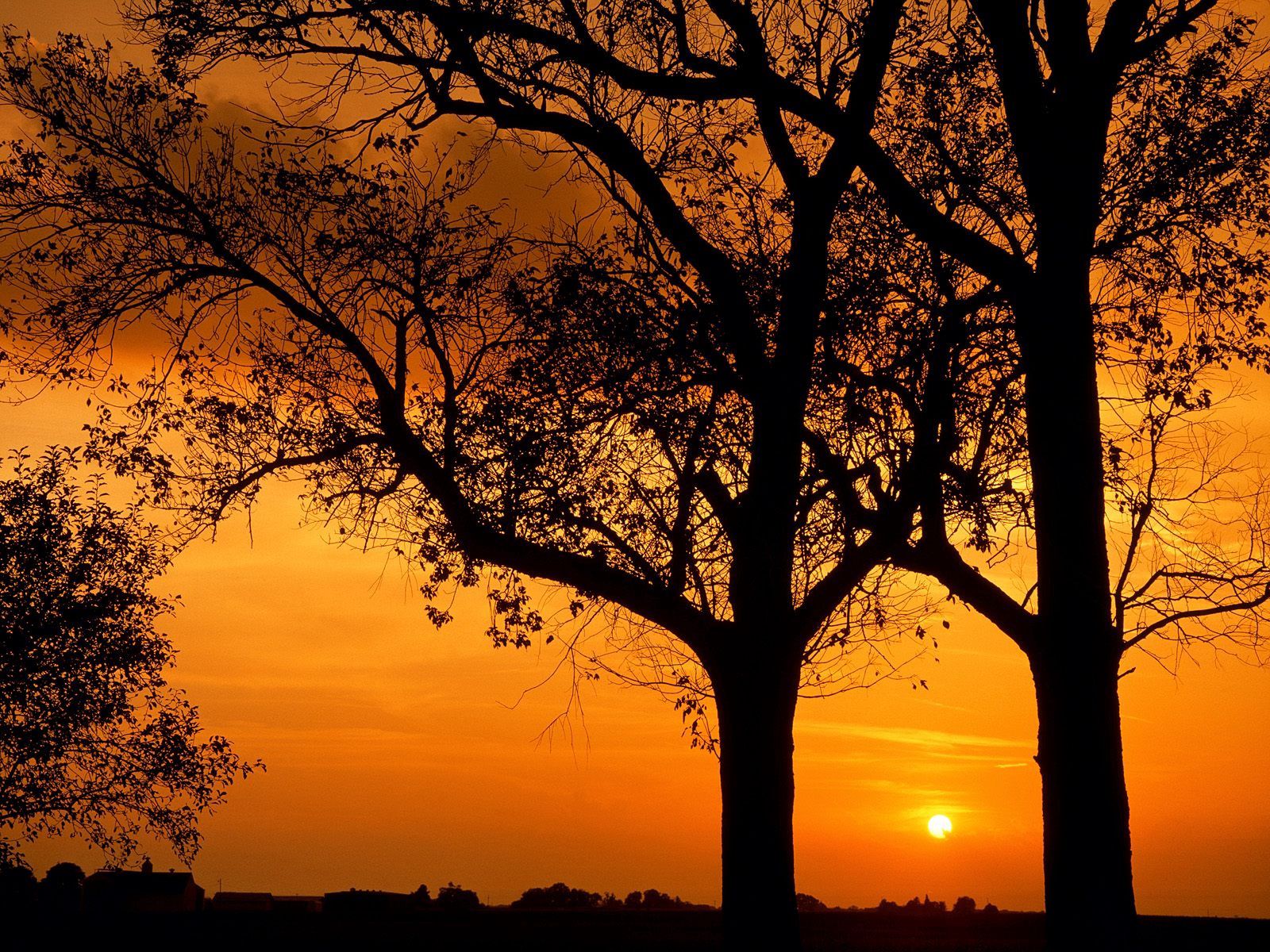 Free download wallpaper Trees, Branches, Branch, Outlines, Evening, Nature on your PC desktop