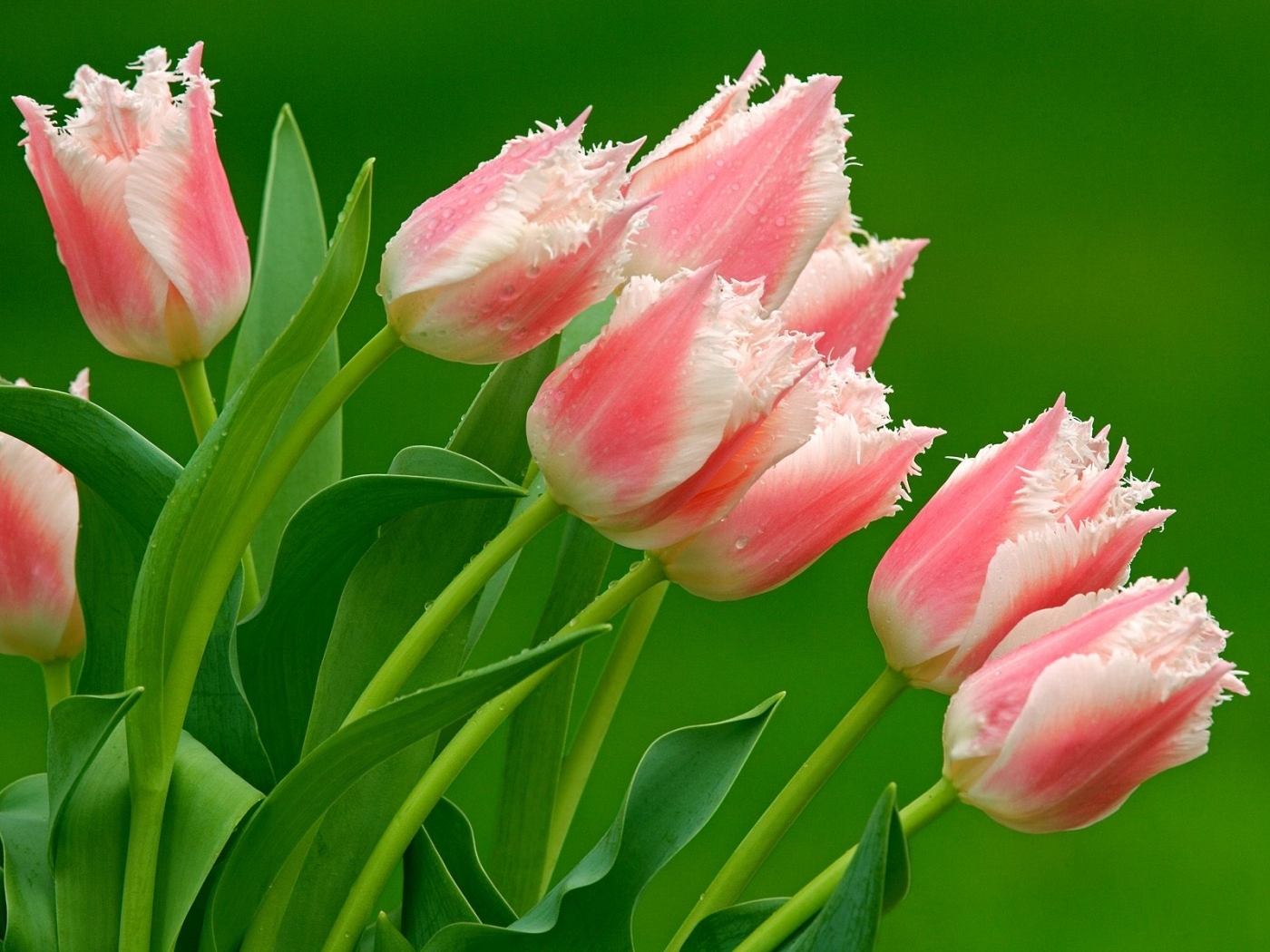 49675 baixar papel de parede plantas, flores, tulipas, verde - protetores de tela e imagens gratuitamente