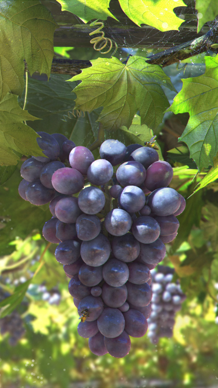 Baixar papel de parede para celular de Frutas, Comida, Uvas gratuito.