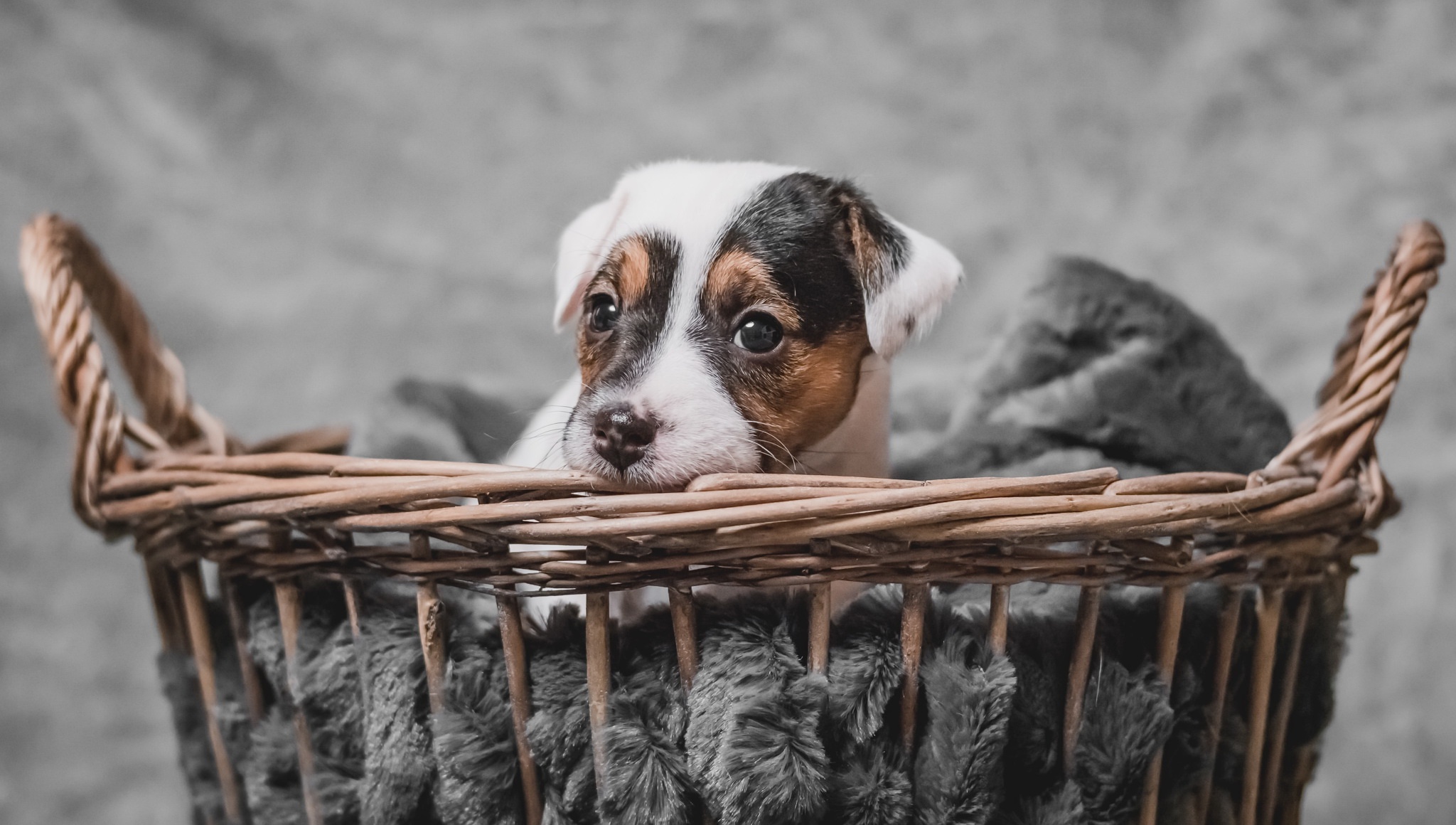 Free download wallpaper Dogs, Dog, Muzzle, Animal, Puppy, Basket, Jack Russell Terrier, Baby Animal on your PC desktop
