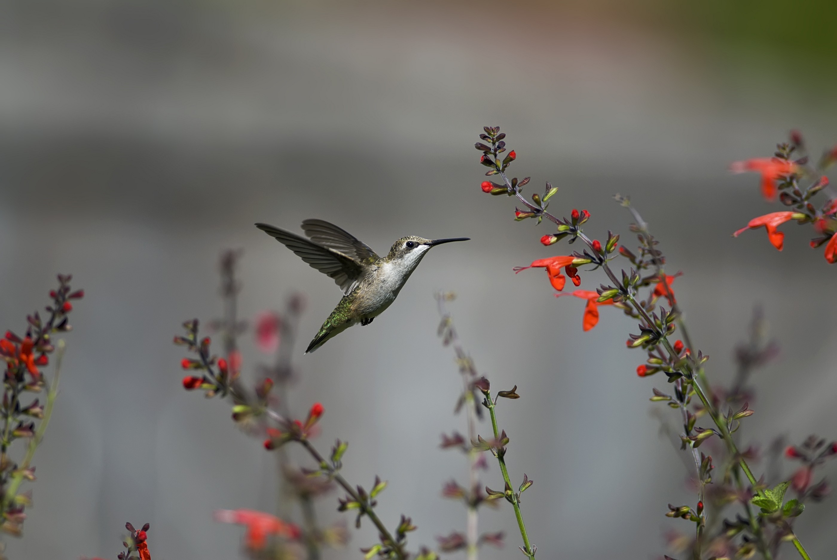 Téléchargez des papiers peints mobile Colibri, Des Oiseaux, Animaux gratuitement.