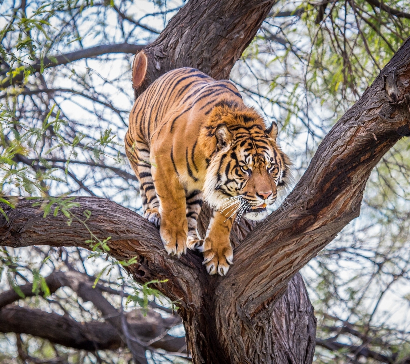 Descarga gratuita de fondo de pantalla para móvil de Animales, Gatos, Tigre.