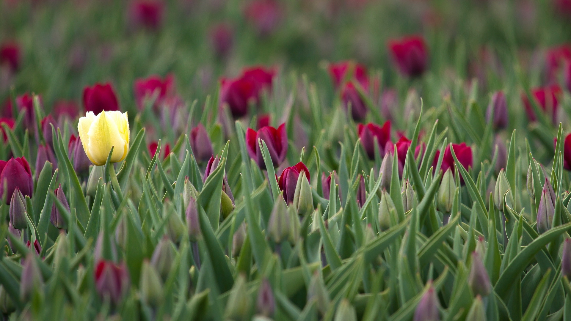 Téléchargez gratuitement l'image Fleurs, Tulipe, Terre/nature sur le bureau de votre PC