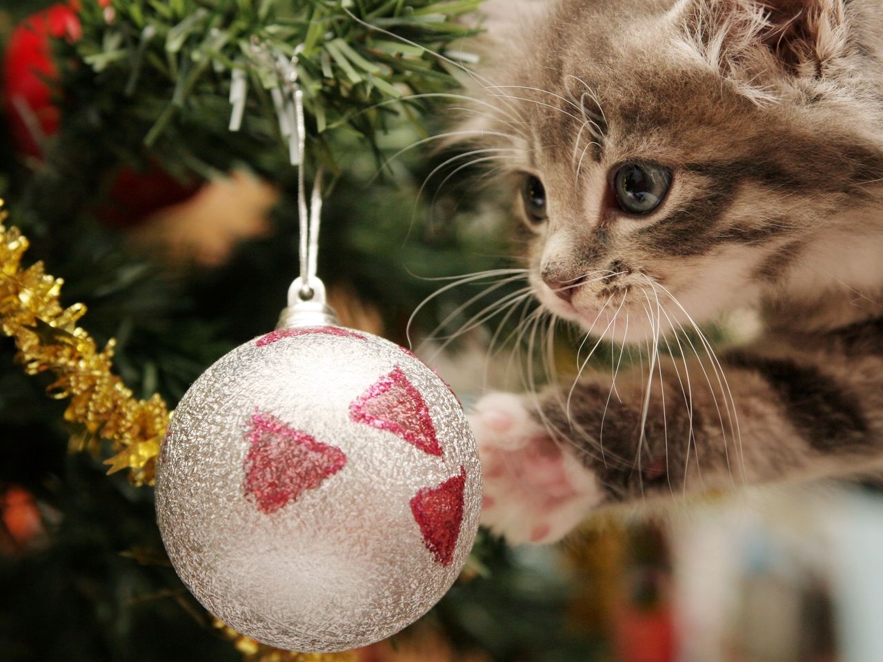 Handy-Wallpaper Tiere, Neujahr, Katzen kostenlos herunterladen.
