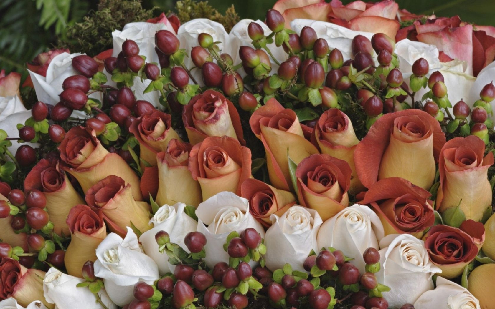 Téléchargez des papiers peints mobile Crème, Fleurs, Composition, Roses gratuitement.
