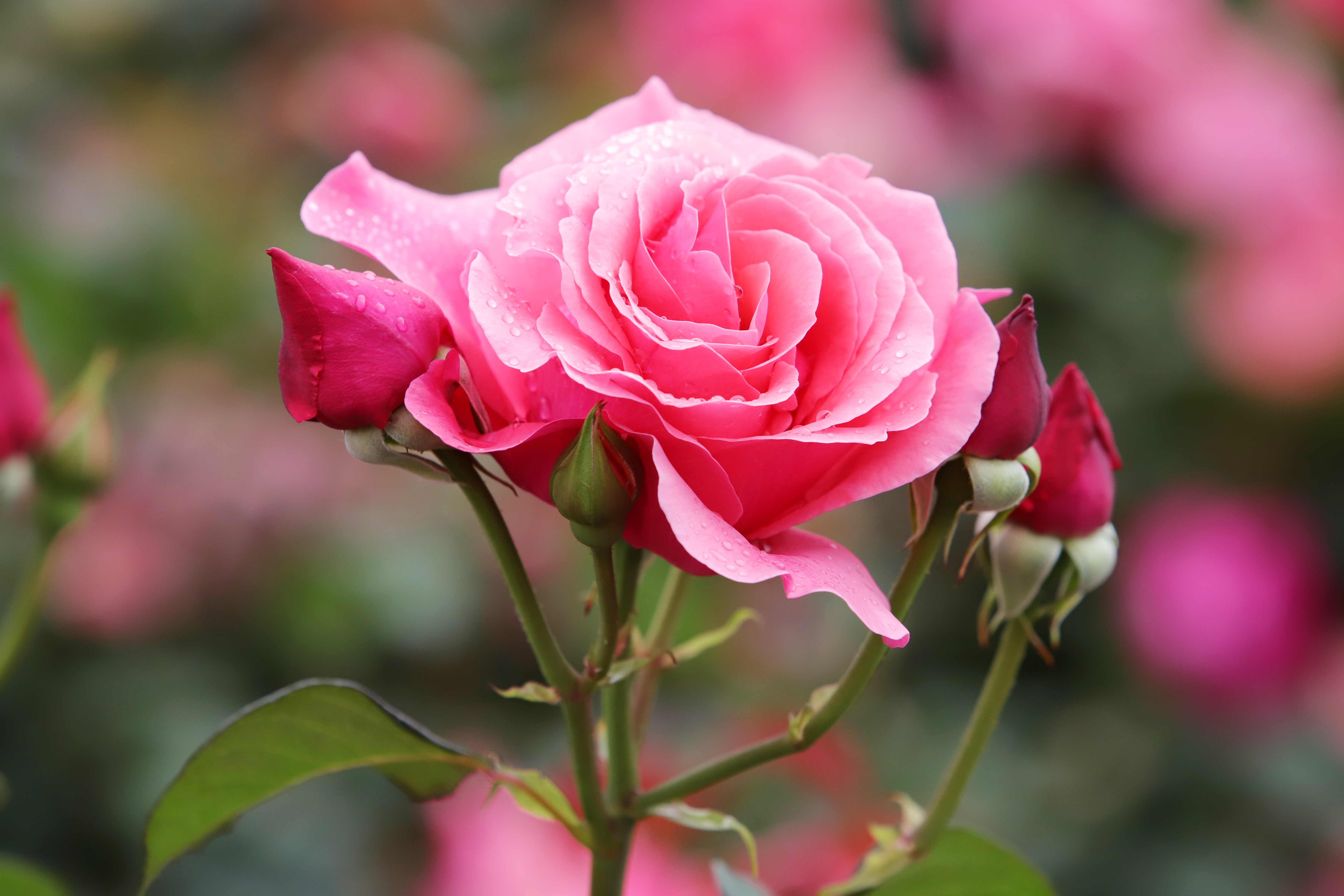 Download mobile wallpaper Flowers, Rose, Earth, Pink Flower, Pink Rose for free.