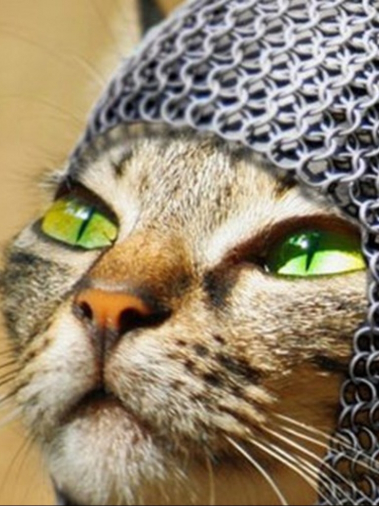 Download mobile wallpaper Funny, Cat, Medieval, Humor for free.