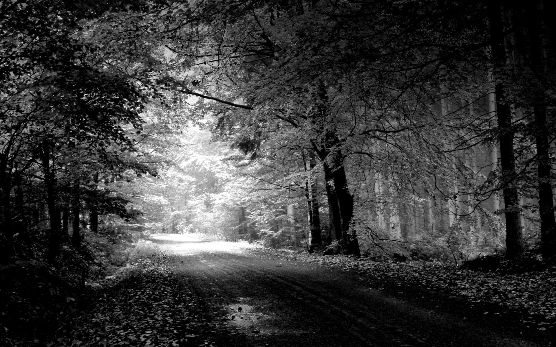 black and white, nature, trees, autumn, road, puddle